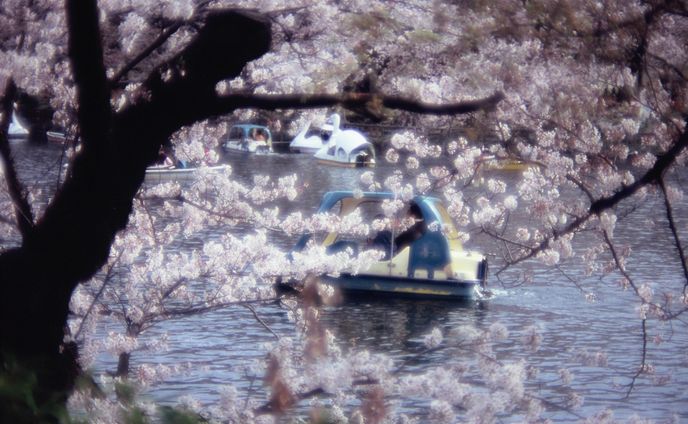 2022年4月2日の井の頭公園の写真
