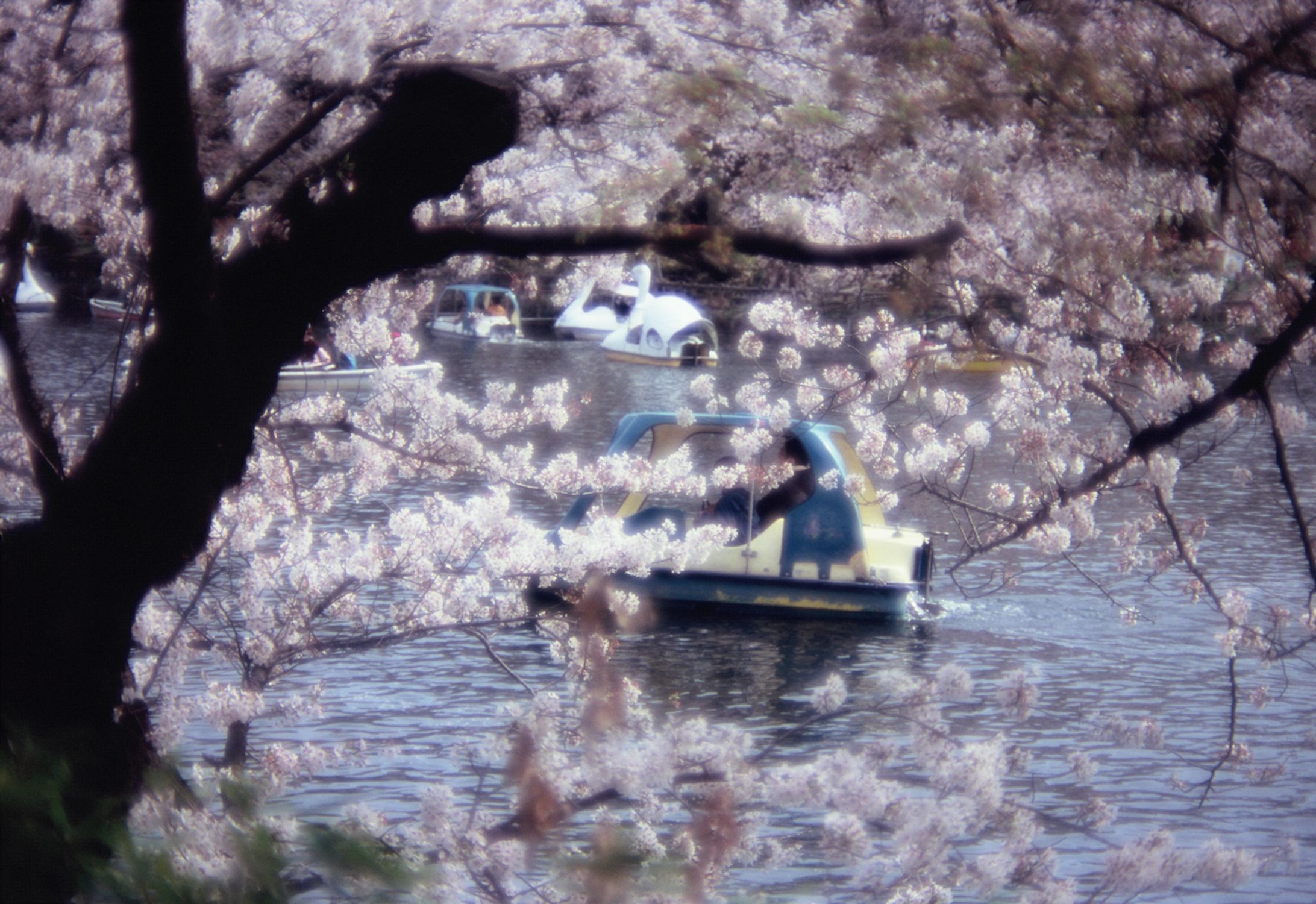 2022年4月2日の井の頭公園の写真-1