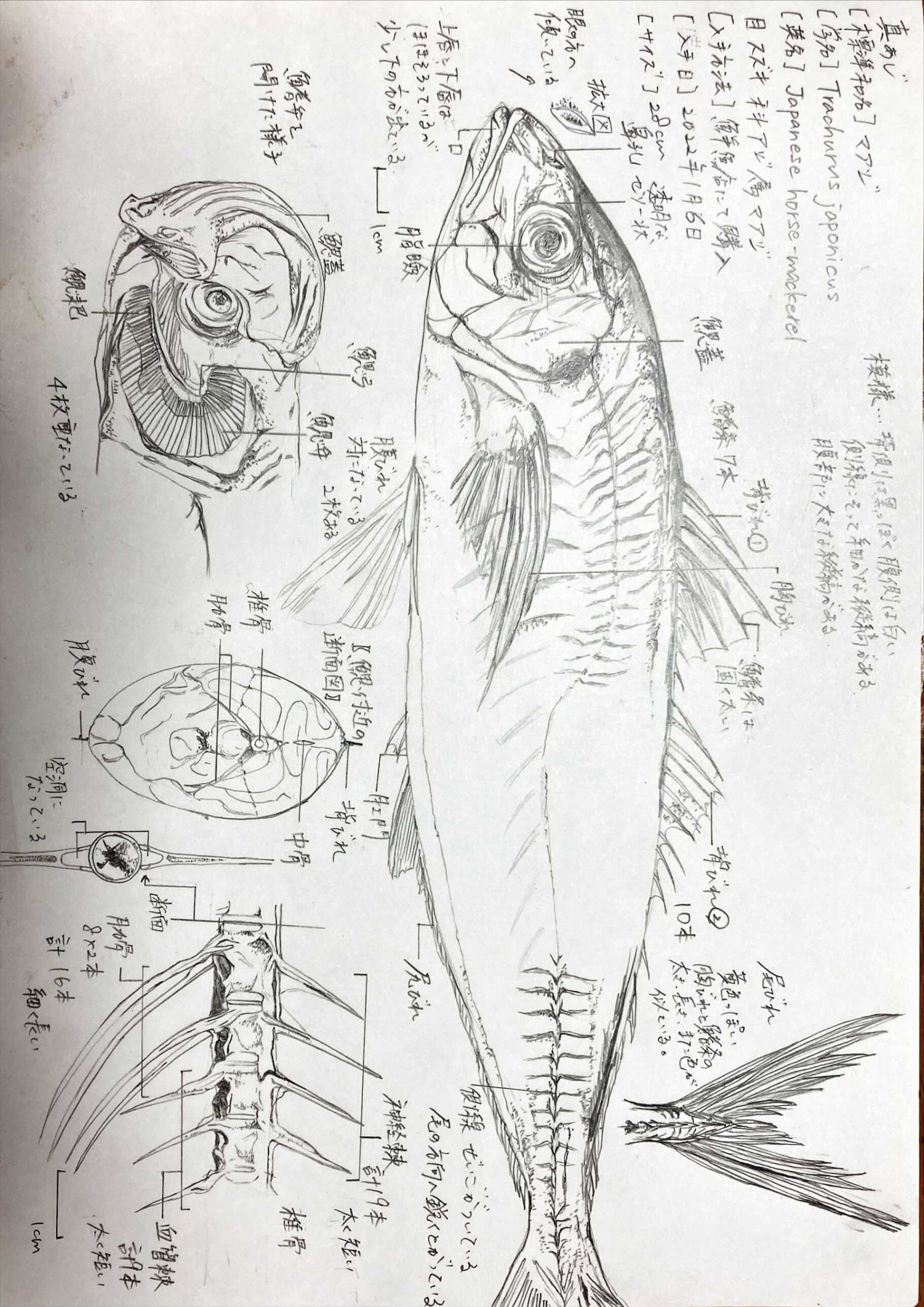 作品 | 観察スケッチ「アジ/イナダ」-1