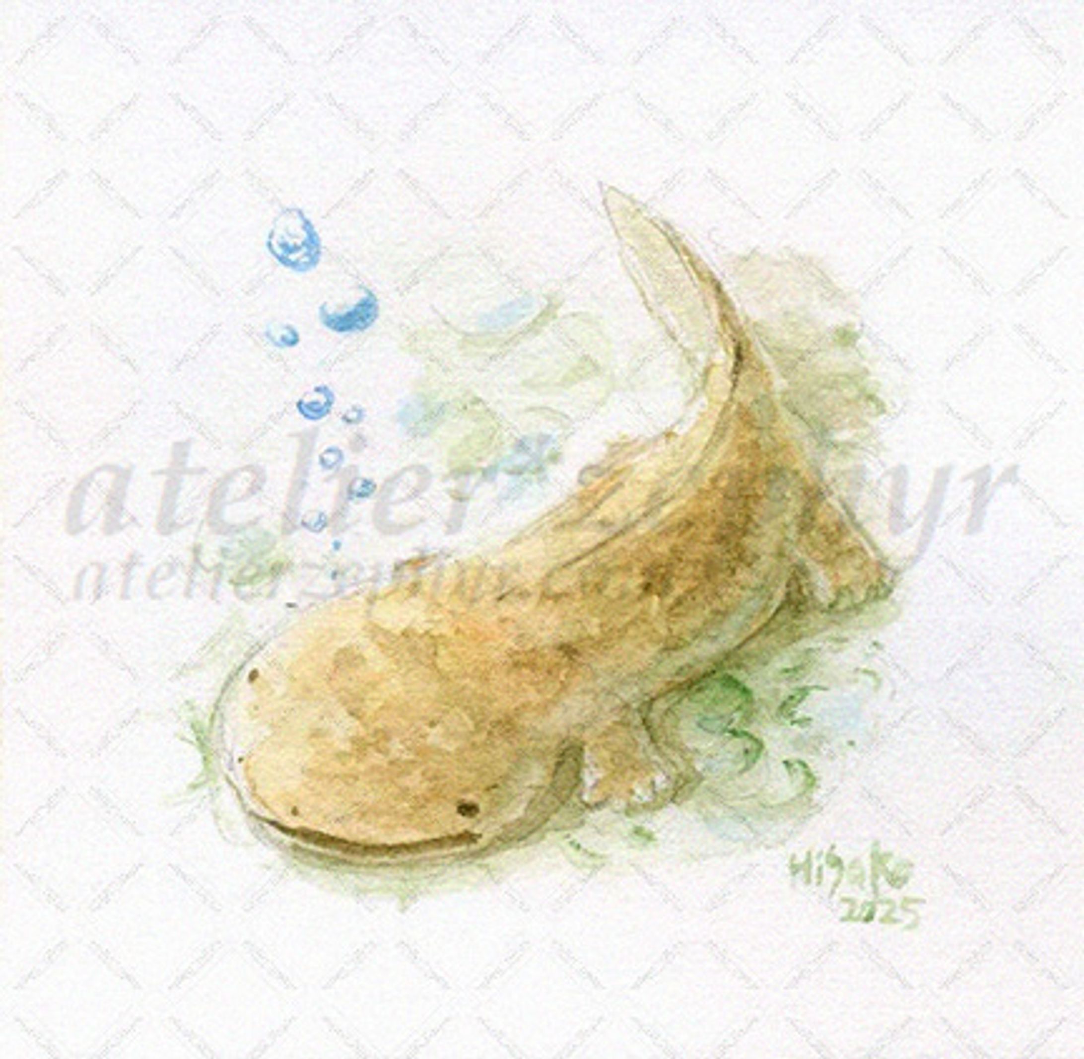 サンショウウオイベント用に制作した原画-1