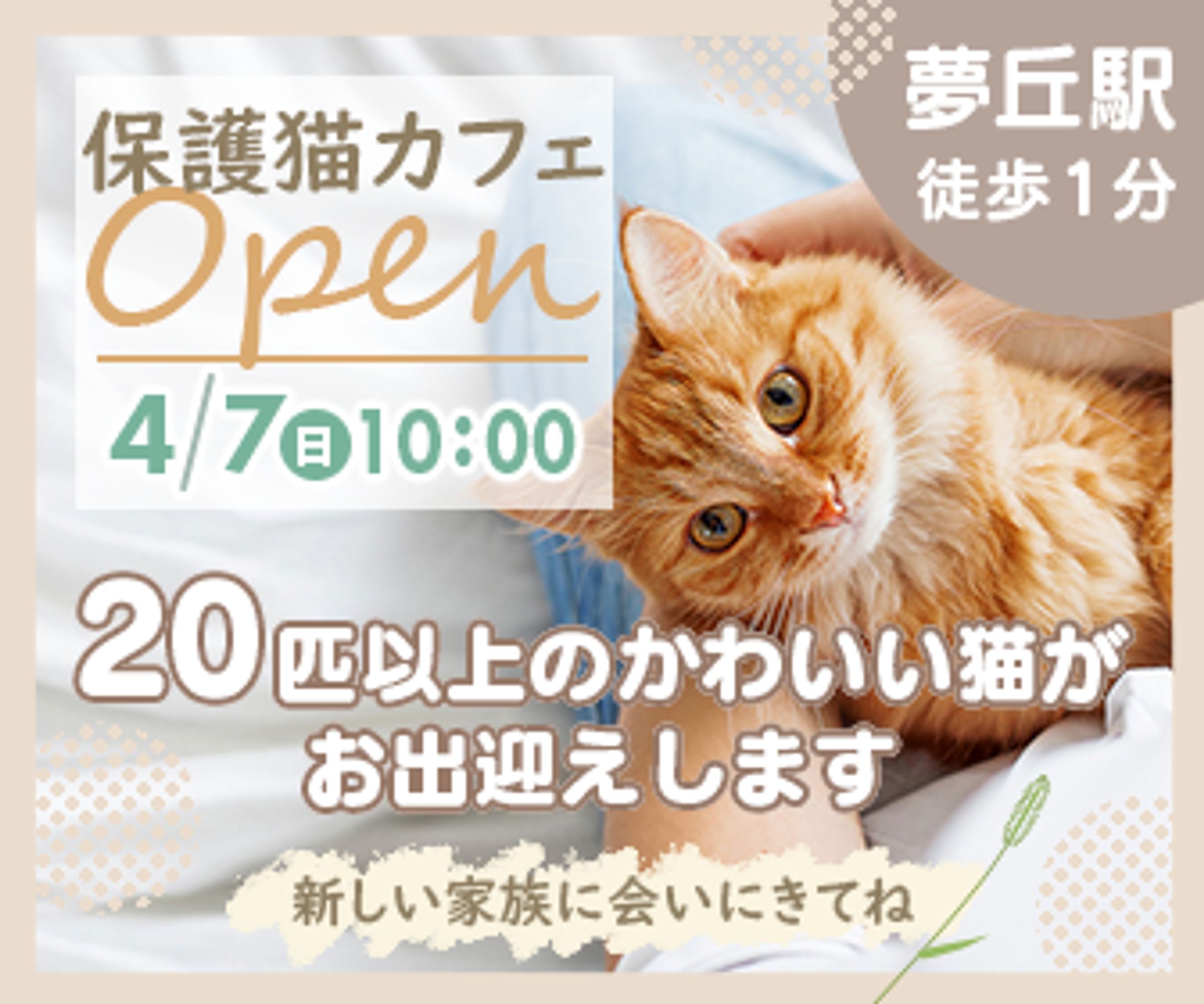 保護猫カフェのオープン告知-1
