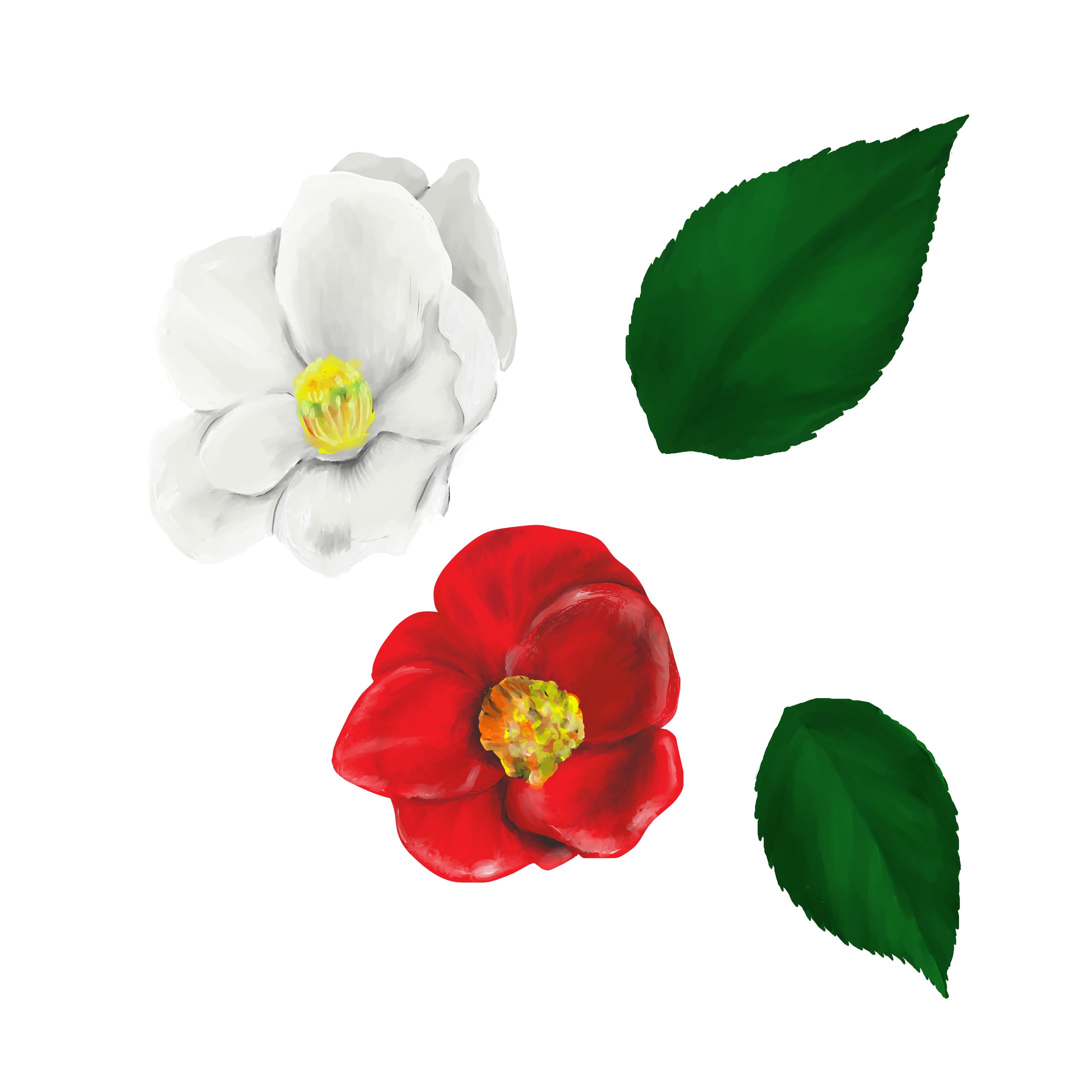 つばき-1