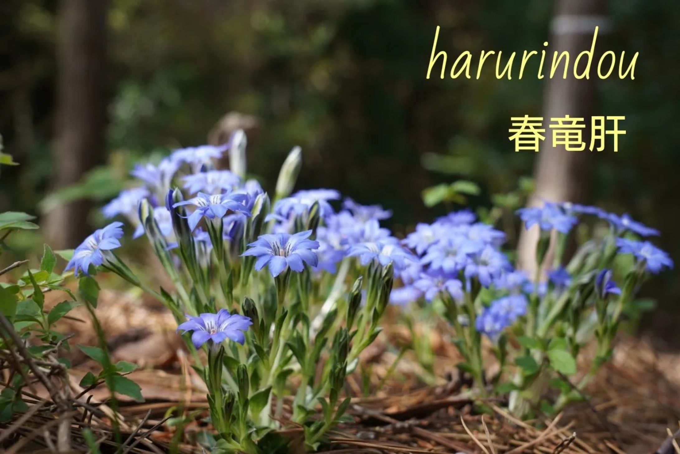 Gentiana thunbergii
春竜胆　harurindou

#blumen
#hsp気質
#hsp
#special_friend___
#team_jp_flower
#flowerstagram
#instaflowers
#flowergram
#wp_flower
#花のある風景
#花写真
#ザ花部
#quintaflower
#fleurs
#superb_flowers
#花のある暮らし
#flowers_moody
#花好きな人と繋がりたい
#花が好き
#花フレンド
#phx_flower
#everyones_photo_club
#loves_united_flora-1