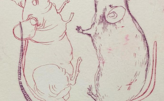 #ドローイング
#ドライポイント
#drypoint 
#etching
#動物実験