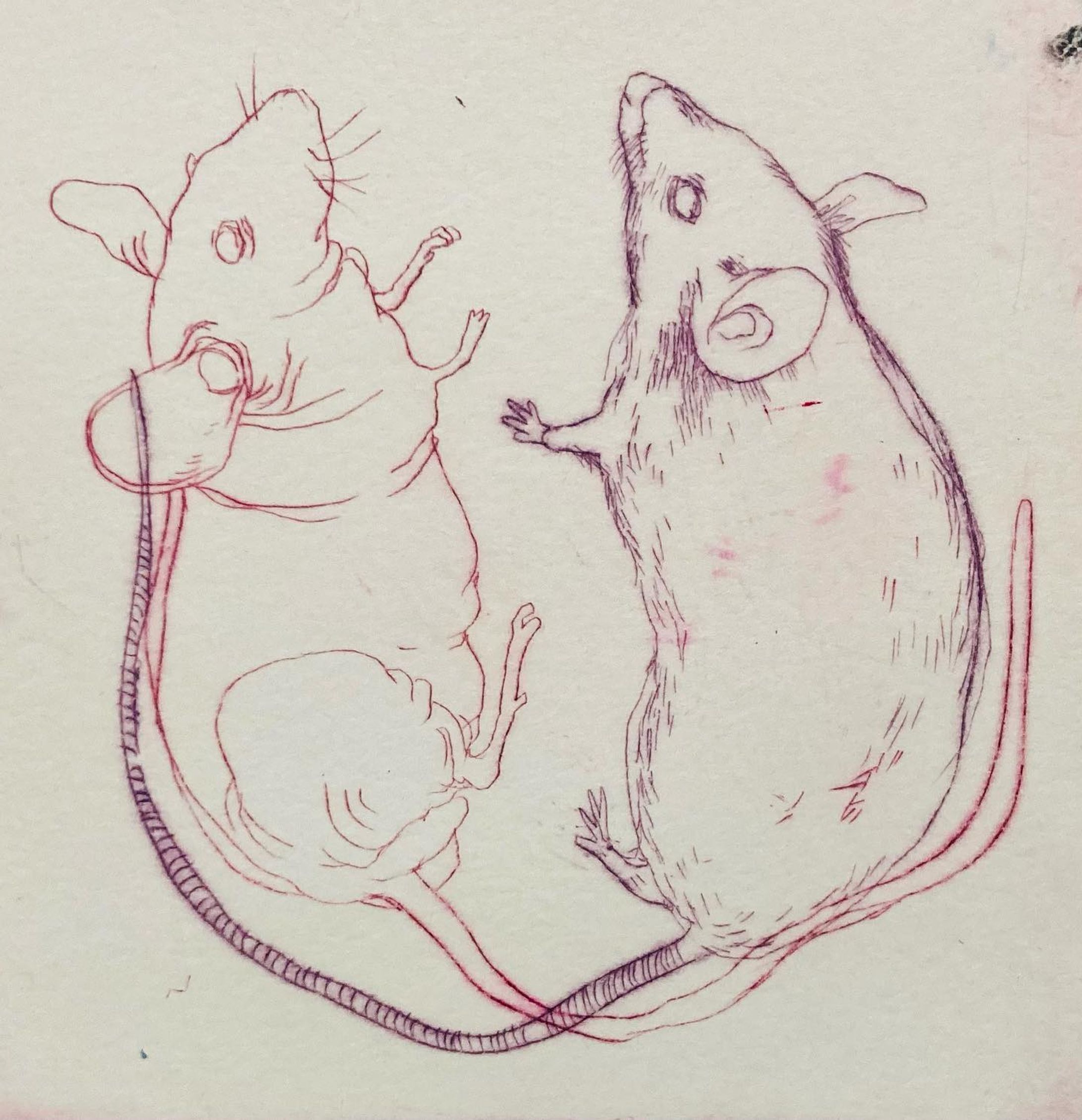 #ドローイング
#ドライポイント
#drypoint 
#etching
#動物実験-1