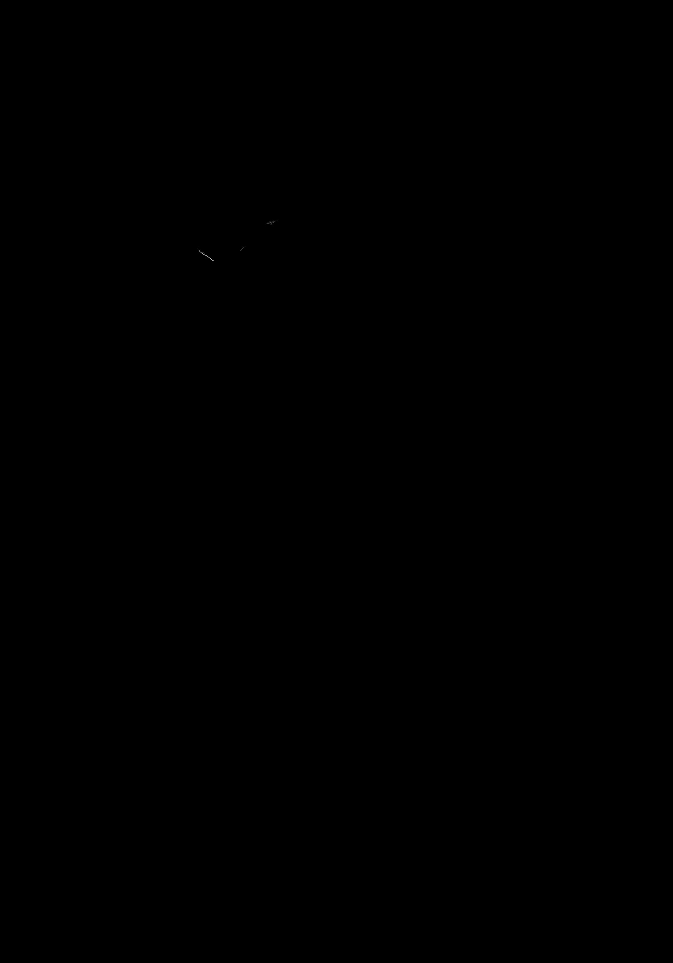 マダム-1