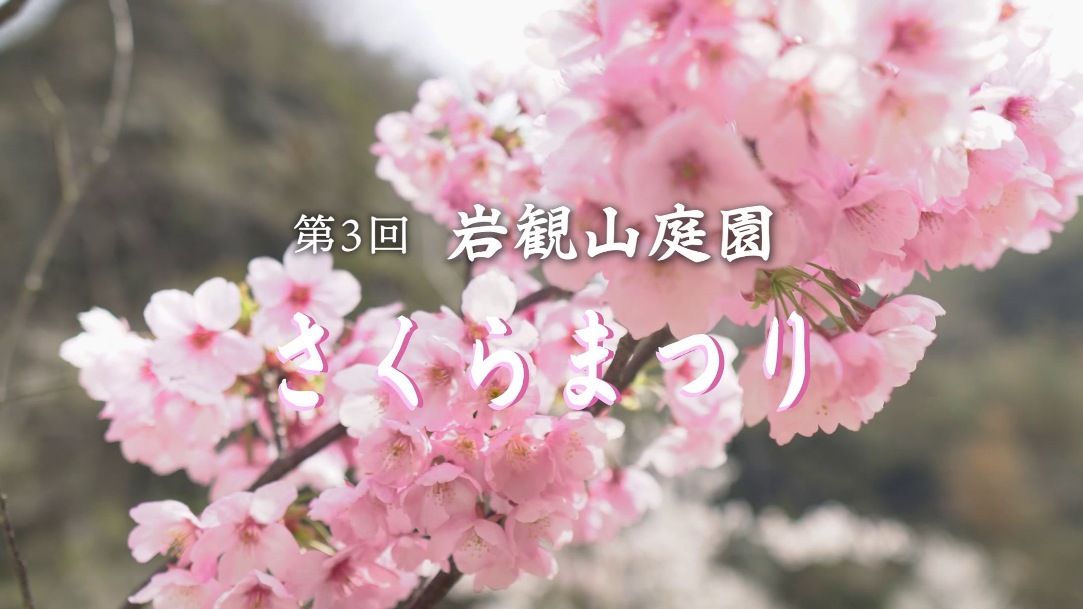 【イベント記録】岩観山庭園「第3回さくらまつり」-1