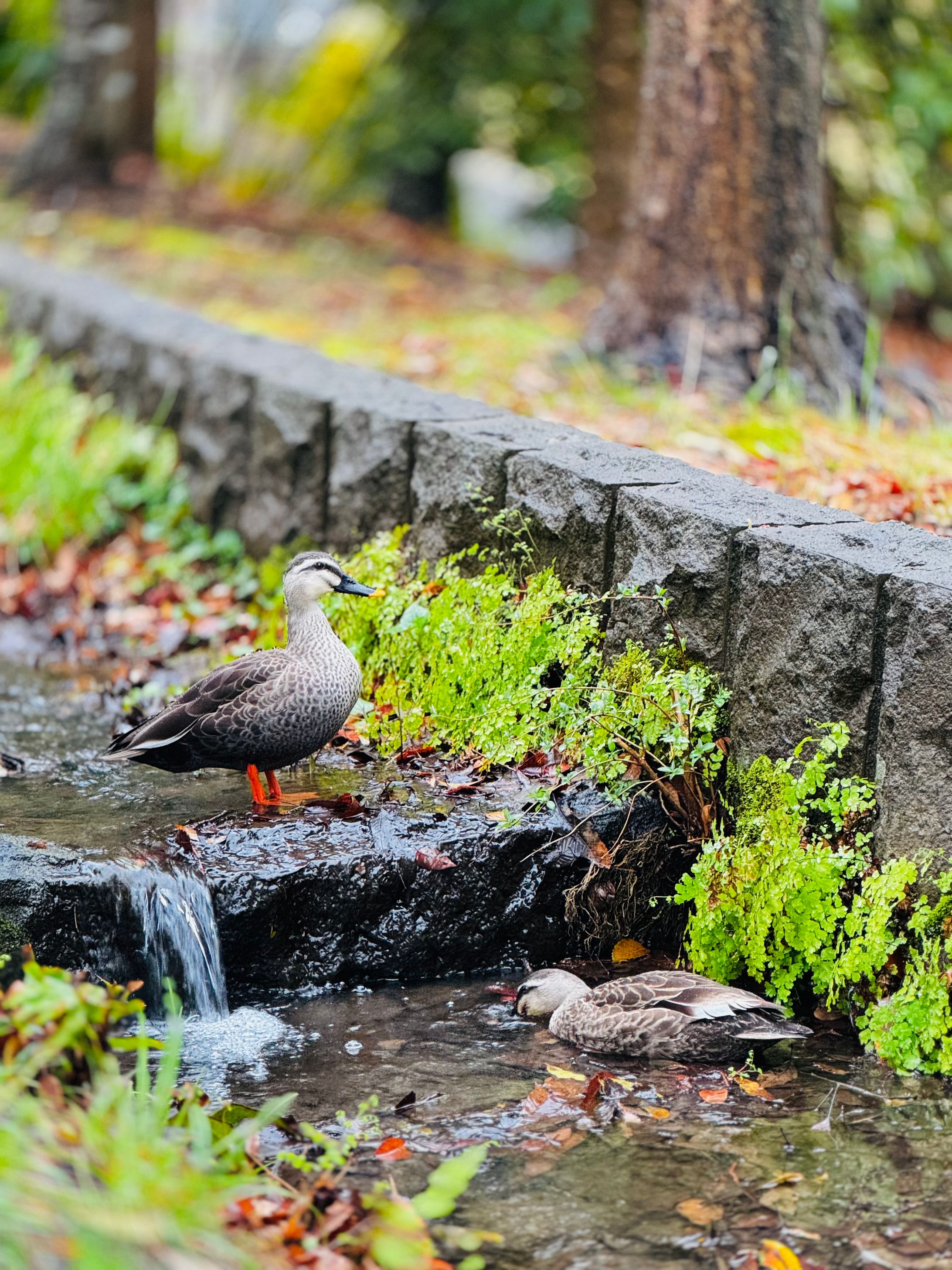 カルガモ2025.03-1