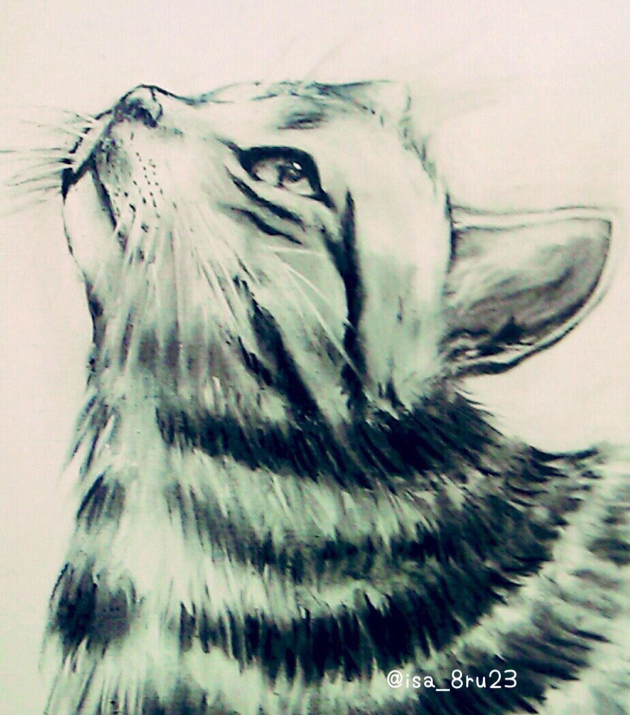 ねこさん(過去絵)-1