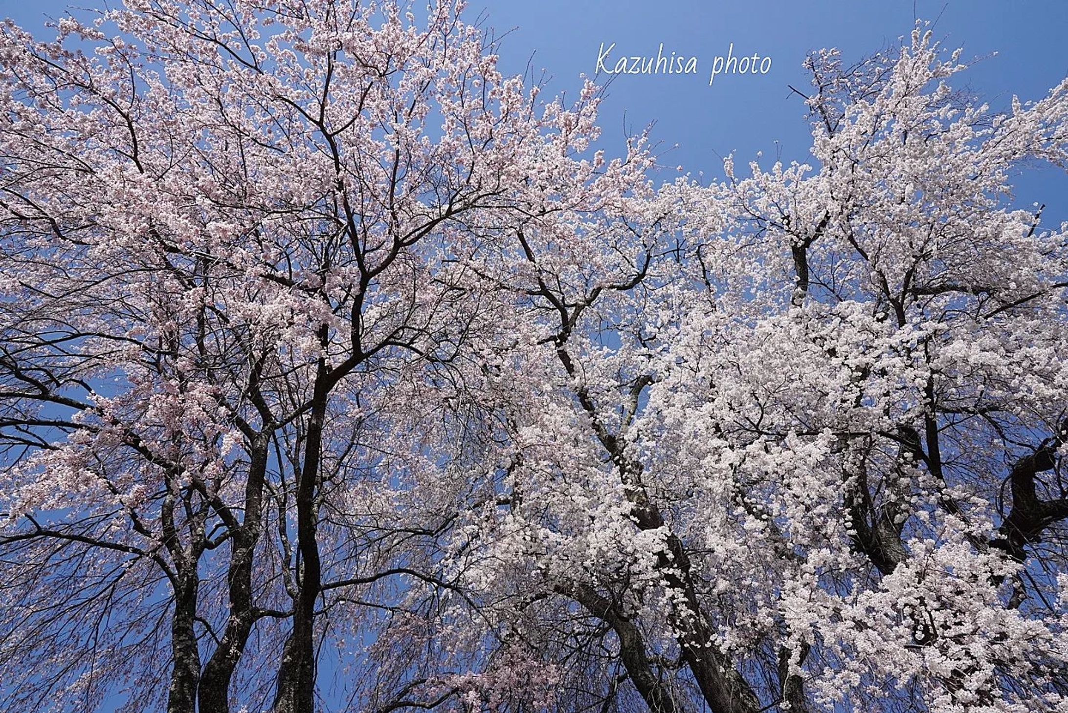 勝間薬師堂のしだれ桜
Cherryblossoms trees of Katsuma yakusido

Location Nagano prefecture Ina city takatoo

#team_jp_flower#伊那市
#高遠 #flowermagic #flowerpassion #nagano #flowerbeauty #gardenflowers #flowerphotography #flowerphoto #flowerlife #flowerlove #flowerloversdaily #flowerlovers #naturephotography #伊那 #nature_perfection #nature_obsession #nature_brilliance #桜満開
#flowers_super_pics #flowers_nirvana  #長野県 #flower_shotz #japan_nature_photo
#japan_photo
#japantravelphoto-1