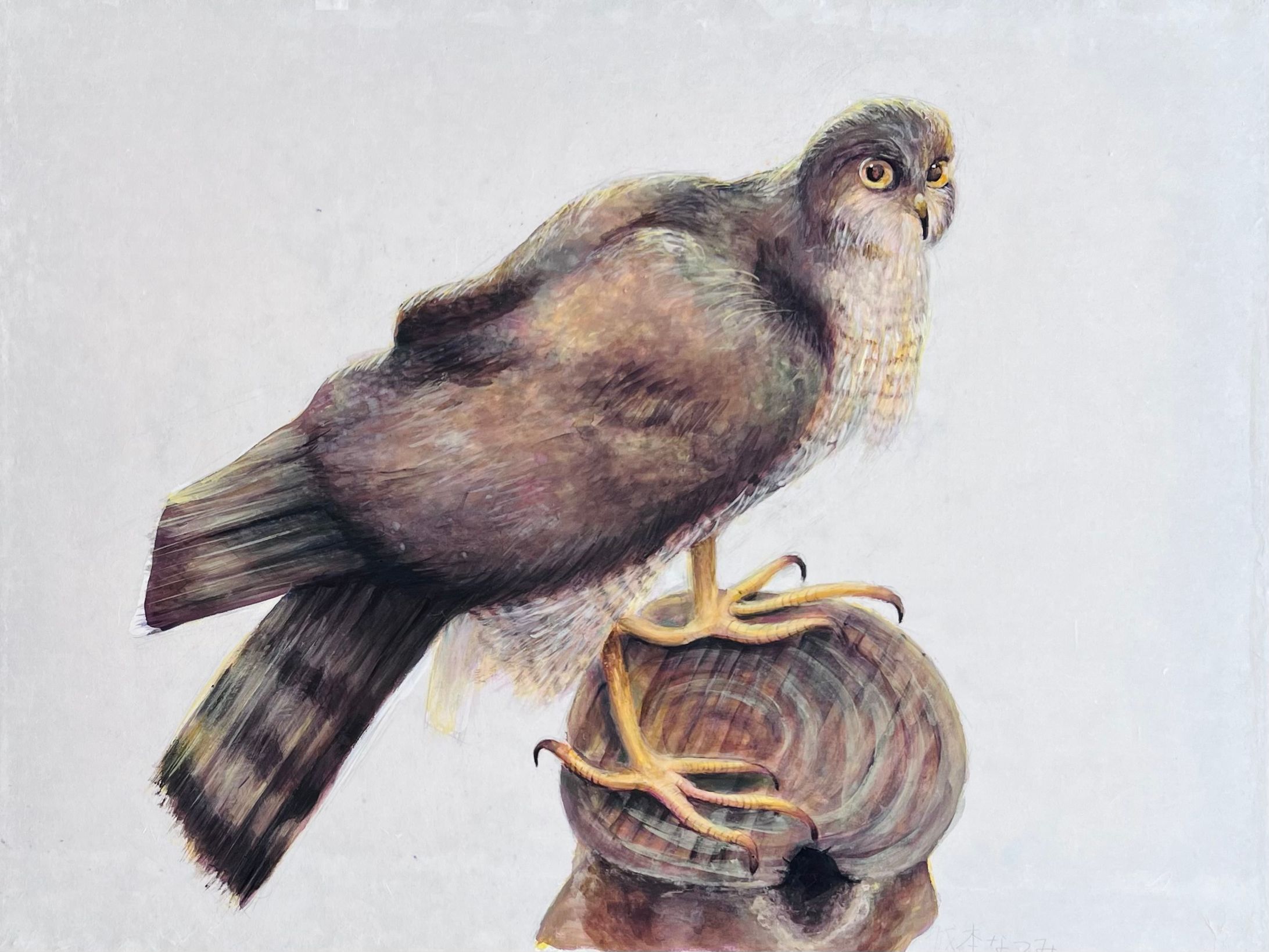 日本画　ハイタカ　(2025.7)-1