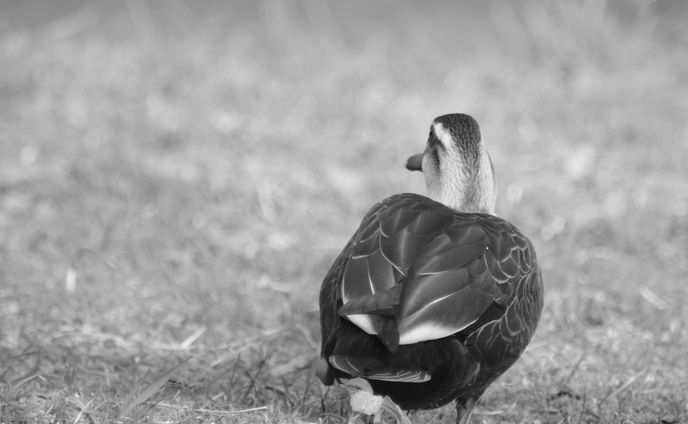 鳥と魚　写真