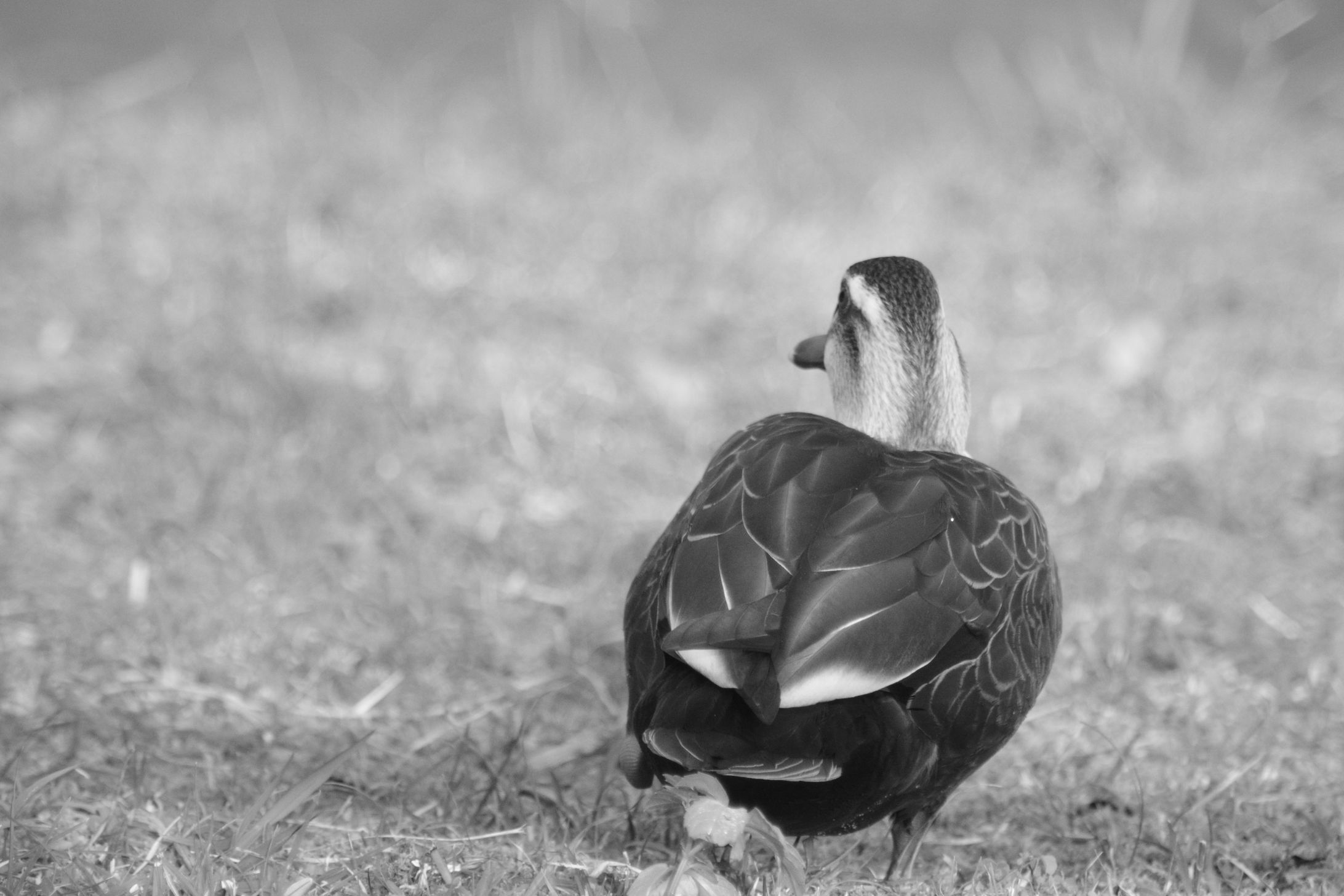 鳥と魚　写真-1
