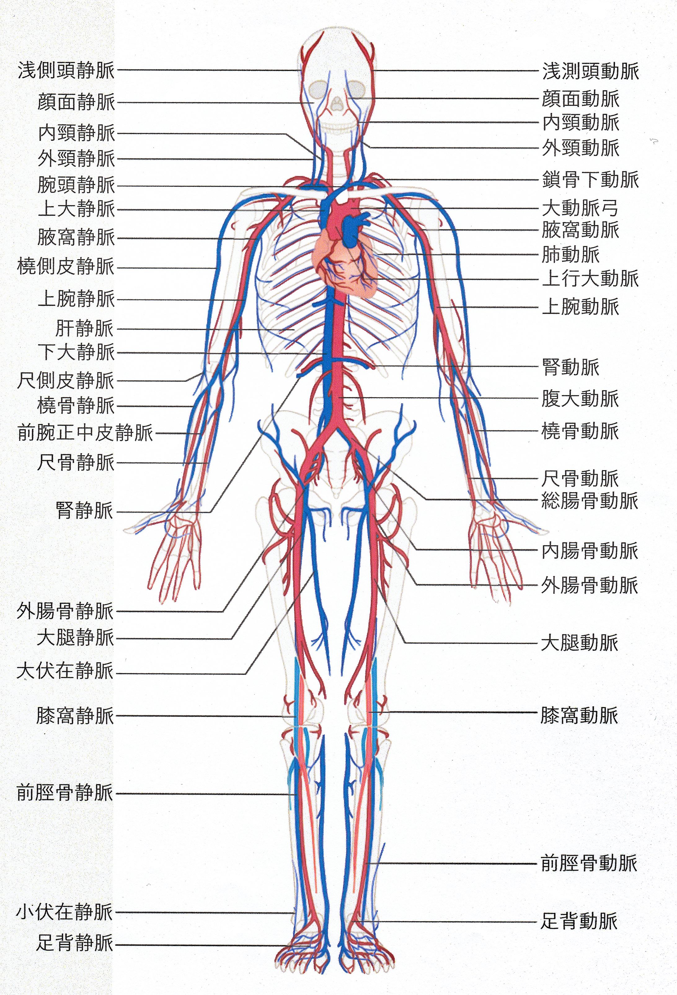 イラスト解剖学 スキャン用裁断済み！！ イラスト解剖学 スキャン用裁断済み！！