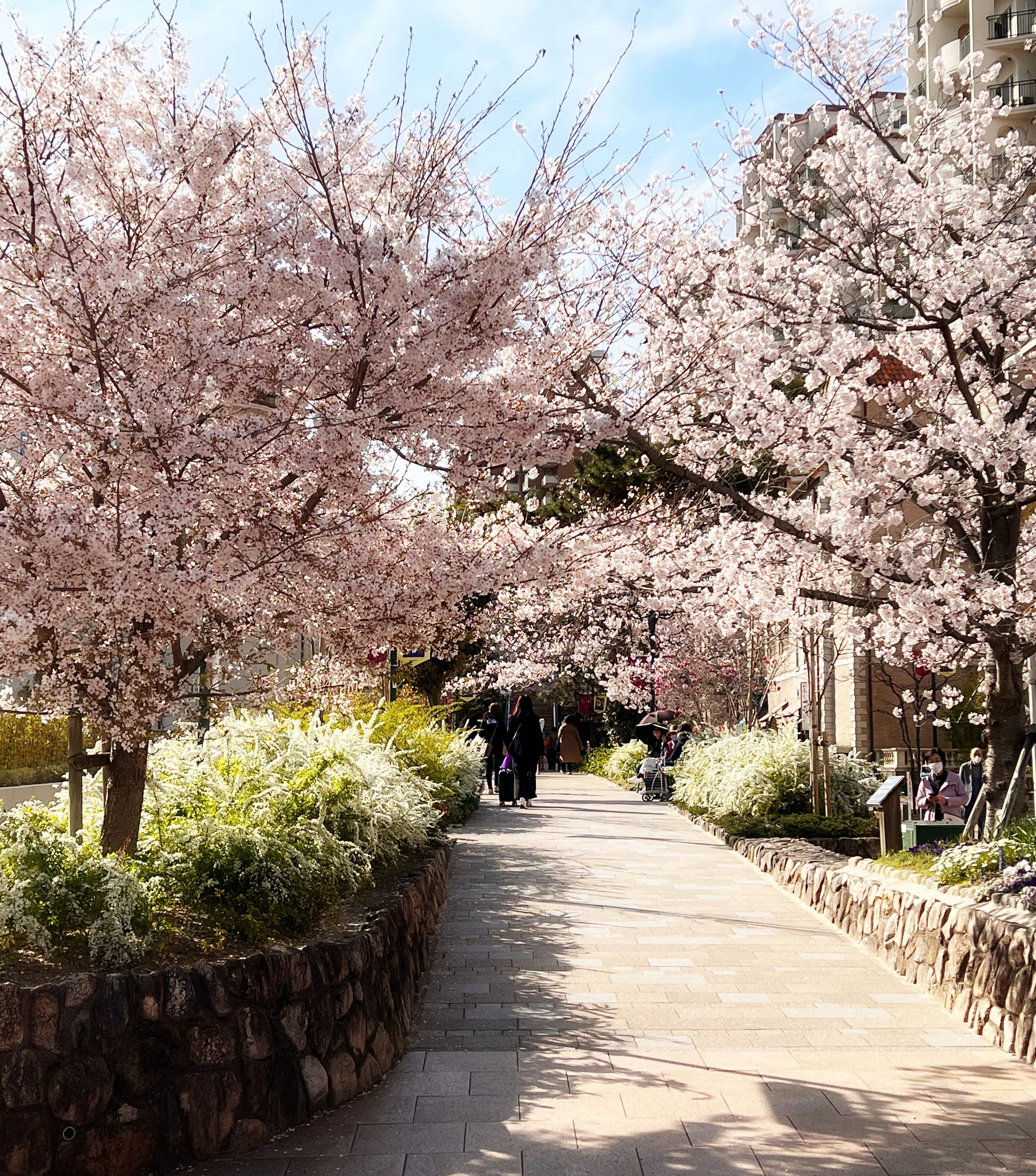 桜の花の道-1