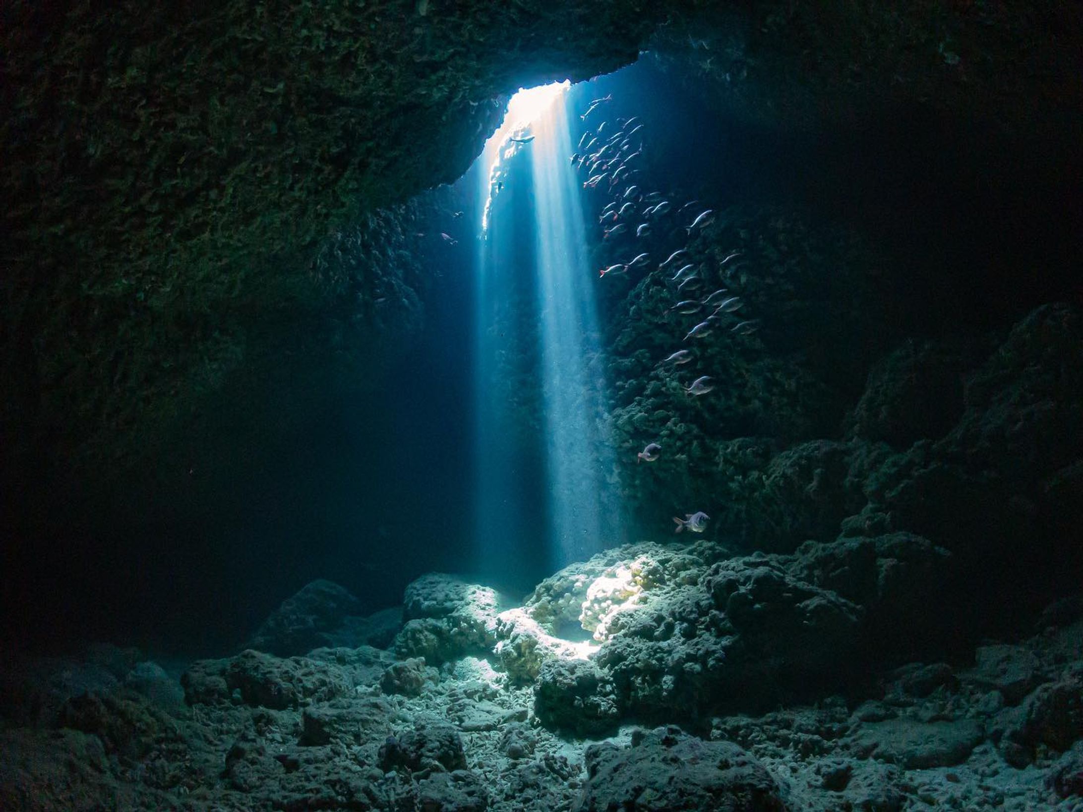 水深20mでこの輝きを見せる
光の力って凄いなって思うわけです。

This glow at a depth of 20 meters
The power of light is amazing.

#宮古島 #miyakojima #miyakoisland #okinawa 

#nature #scubadiving #diving #divinglife #underwater #underwaterphotography #ocean #oceanlife #sea #sealife #travelphotography #ダイビング #tg6-1