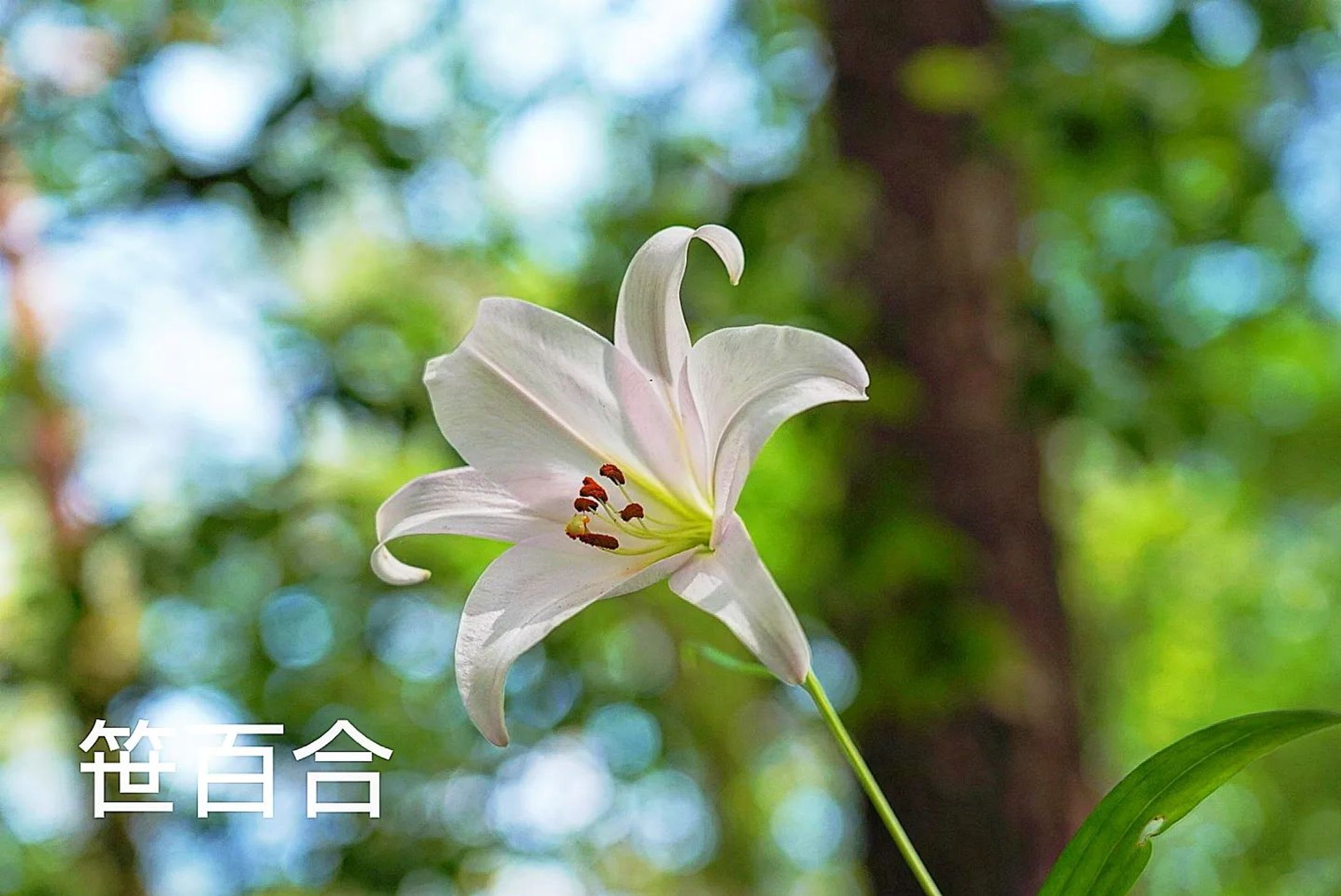 笹百合
sasayuri
2023.May

#team_jp_flower
#flowerpic #flowermagic #flowerpassion #flowerpower #flowerbeauty #gardenflowers #flowerphotography #flowerphoto #flowerlife #flowerlove #flowerloversdaily #flowerlovers #naturephotography #naturepic #nature_perfection #nature_obsession #nature_brilliance #natureshots #kokohana
#flowers_super_pics #flowers_nirvana #山野草 #flower_daily #flower_shotz #flower_igers #flower_perfection
#nb_nature_brilliance
#花フレンド-1