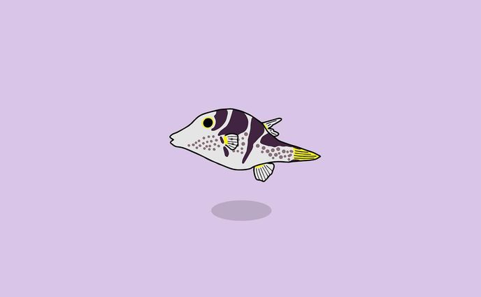 シマキンチャクフグ