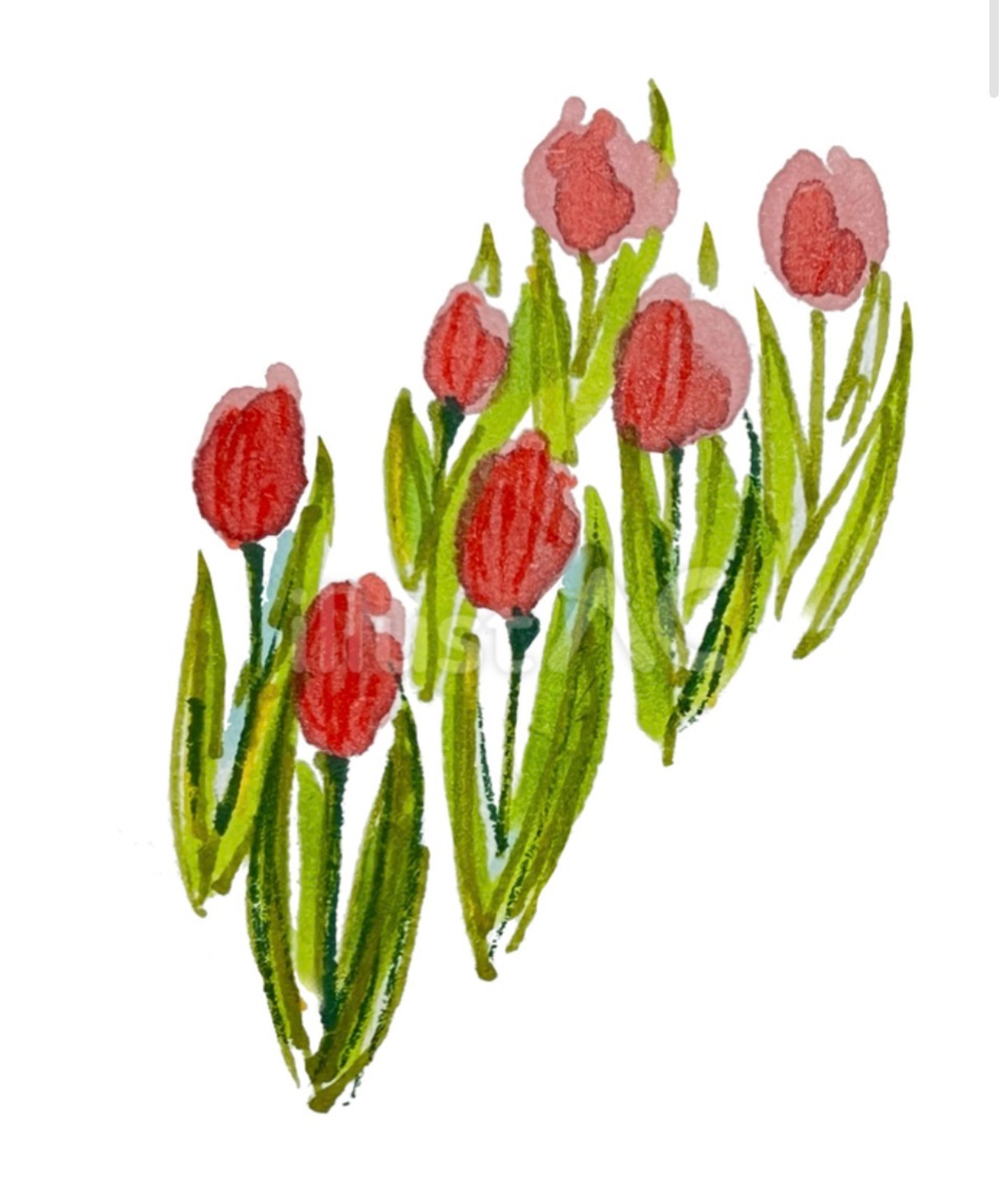 チューリップ-1