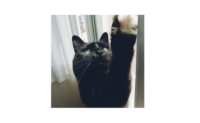 エッセイ『猫のあんぱん』