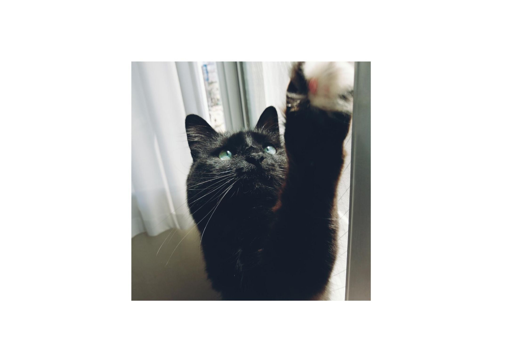 エッセイ『猫のあんぱん』-1