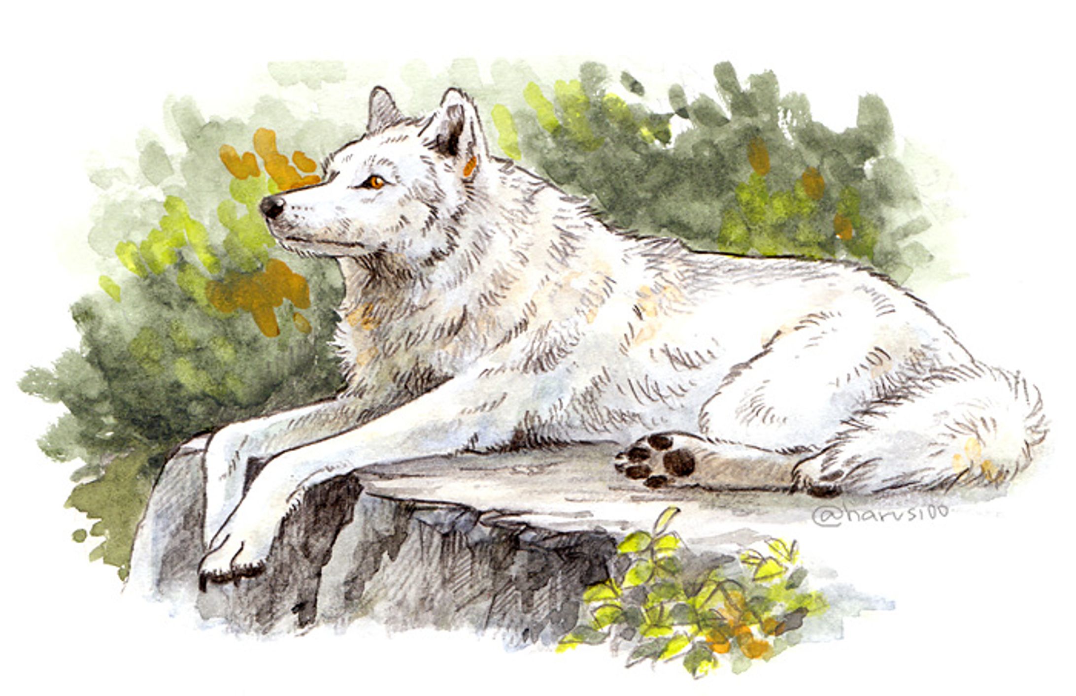 ハイイロオオカミ-1