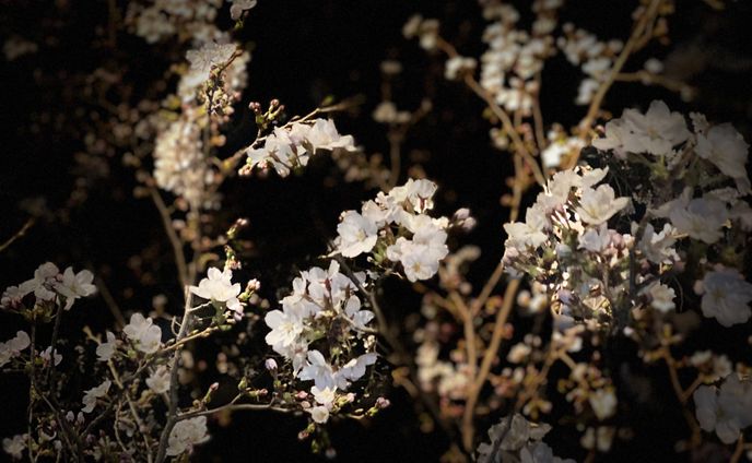 Blossom