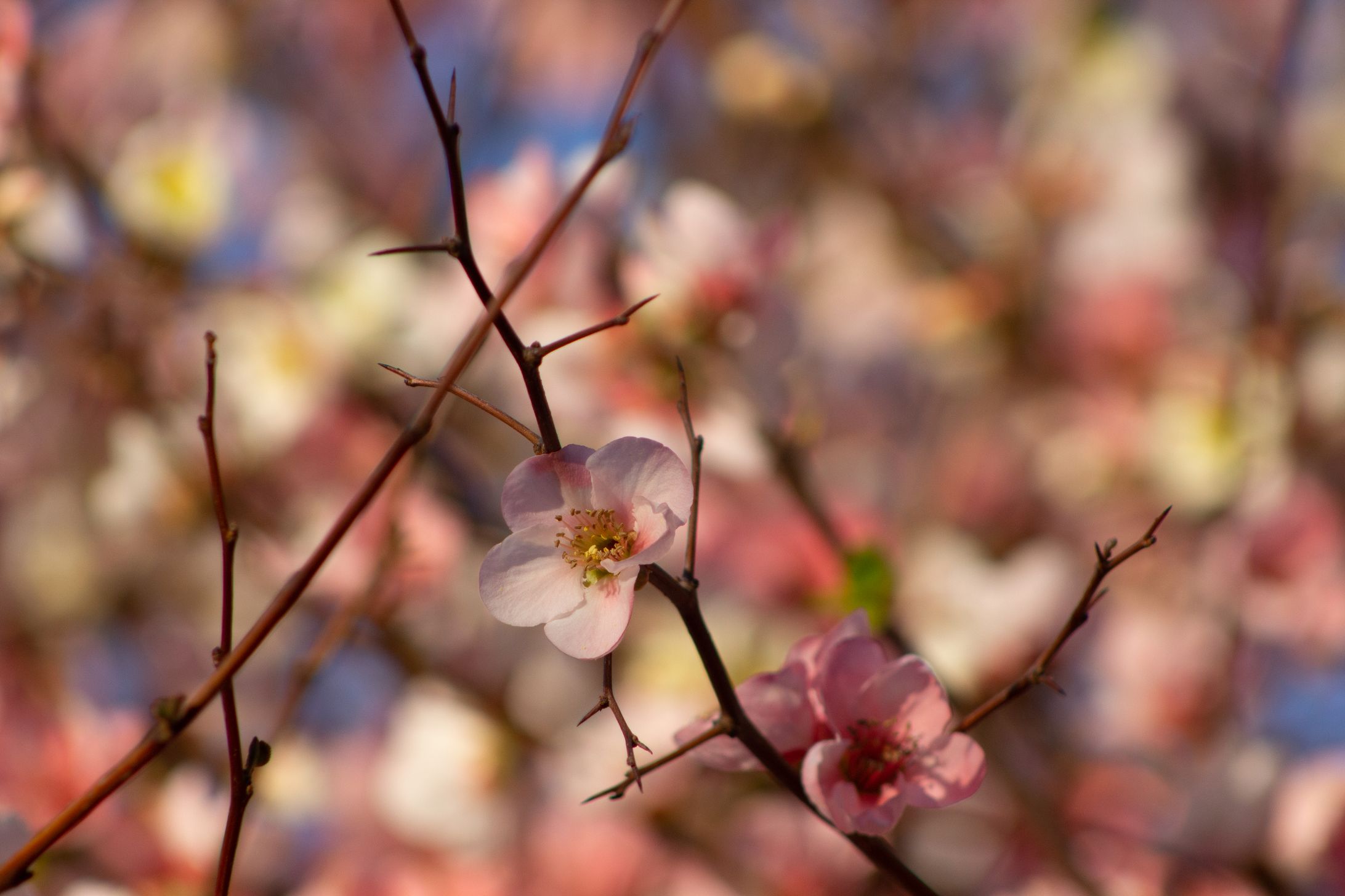 Quince-1