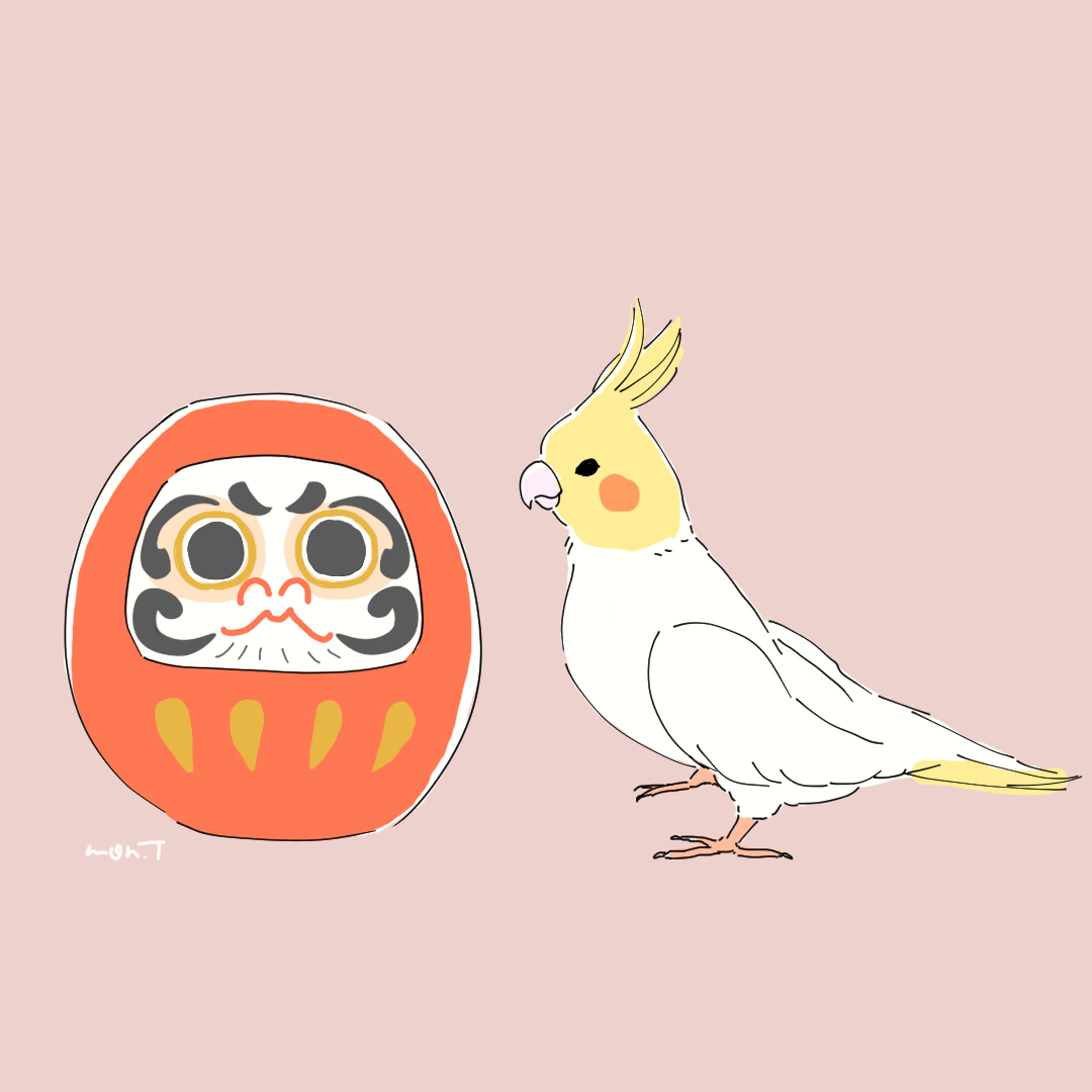 オカメインコ-1