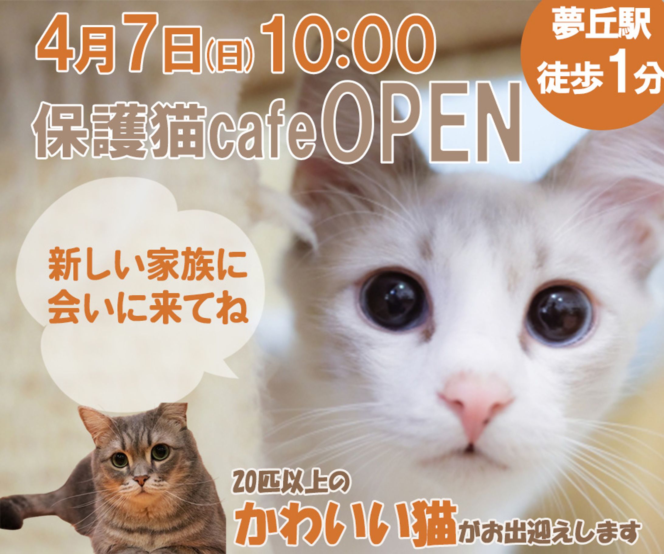広告練習　猫カフェ広告-1