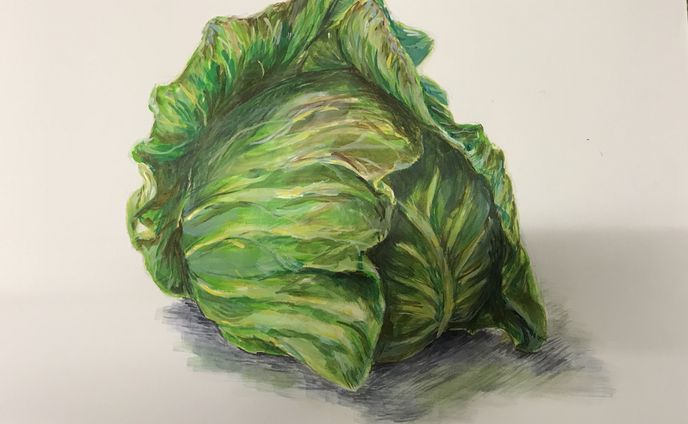 着彩習作《キャベツ》