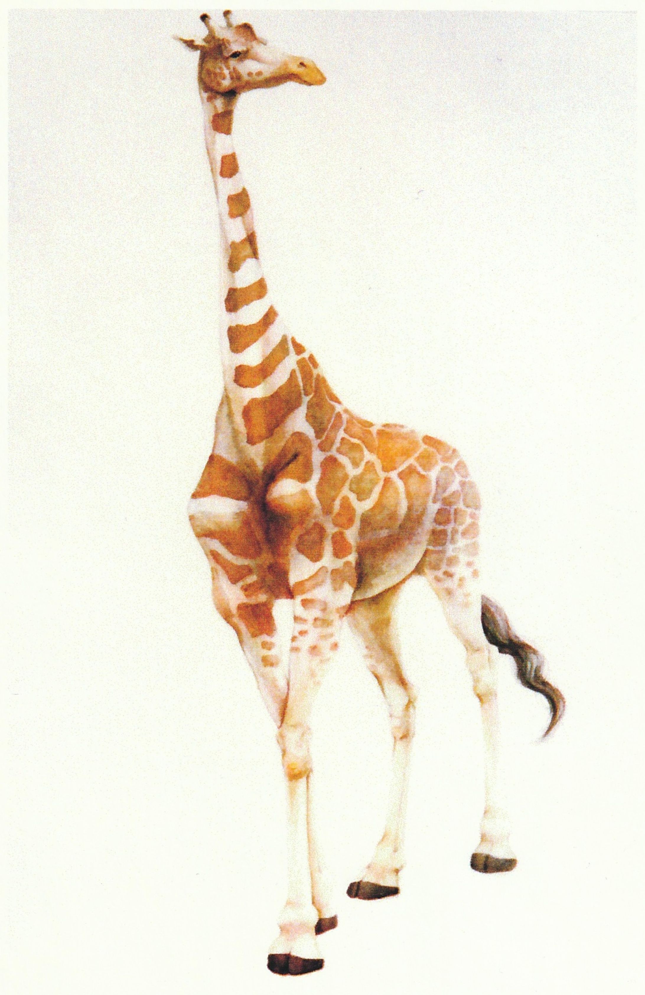 水彩デッサン-1