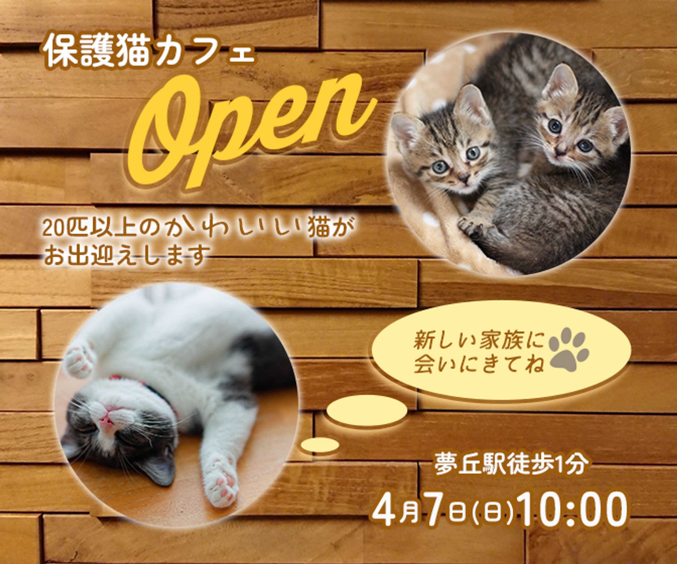 【練習】保護猫カフェのオープン告知-1