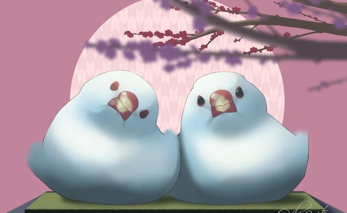 java sparrows