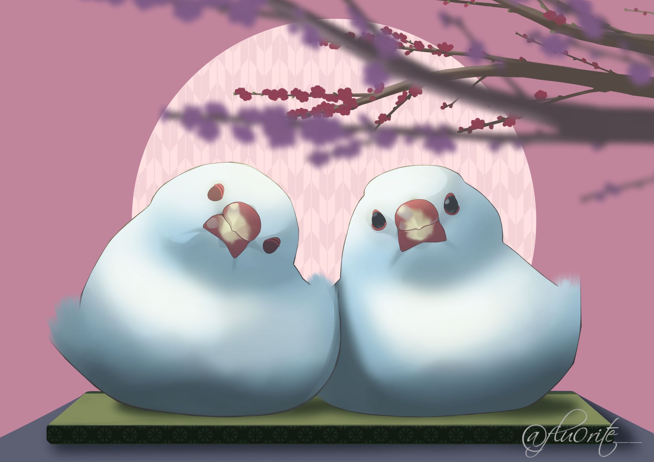 java sparrows-1
