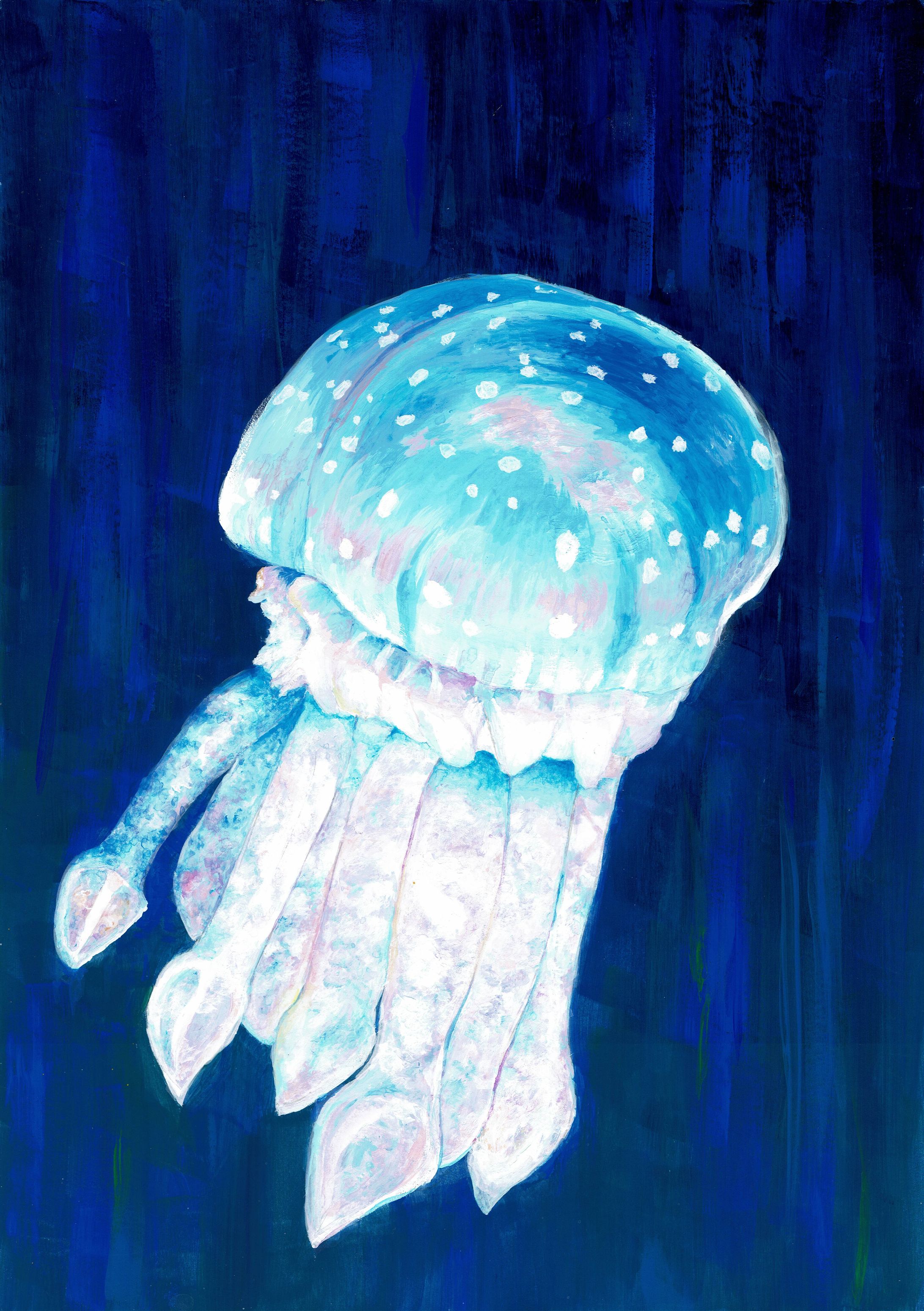 タコクラゲ-1