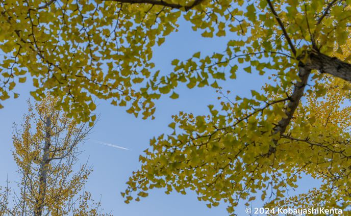 紅葉と飛行機