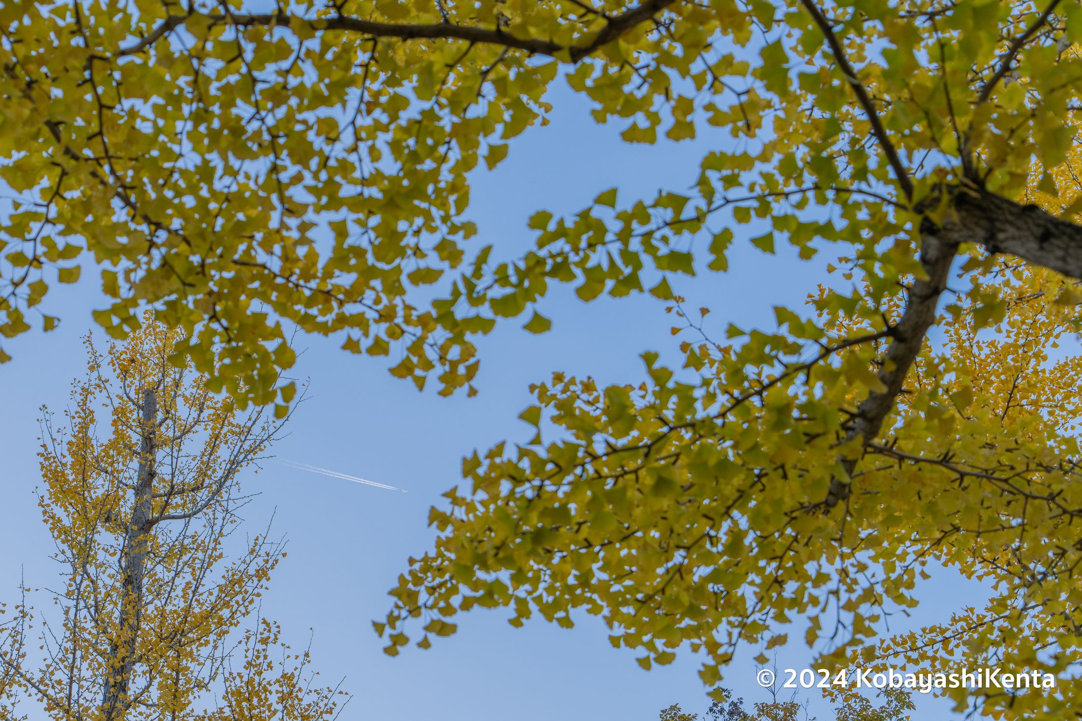 紅葉と飛行機-1