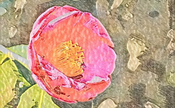 椿　太陽
edited by using photoshop