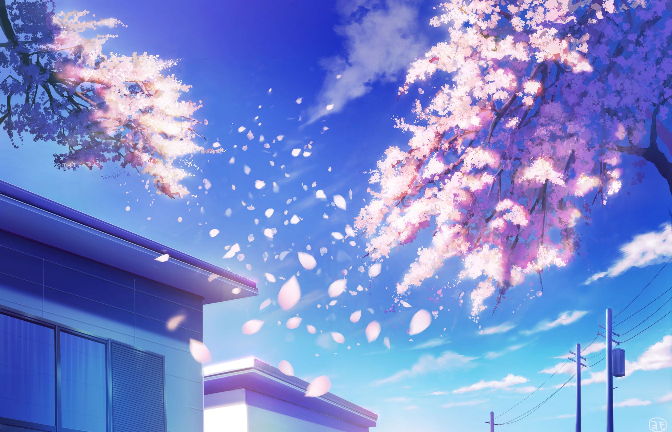 Sakura昼-1