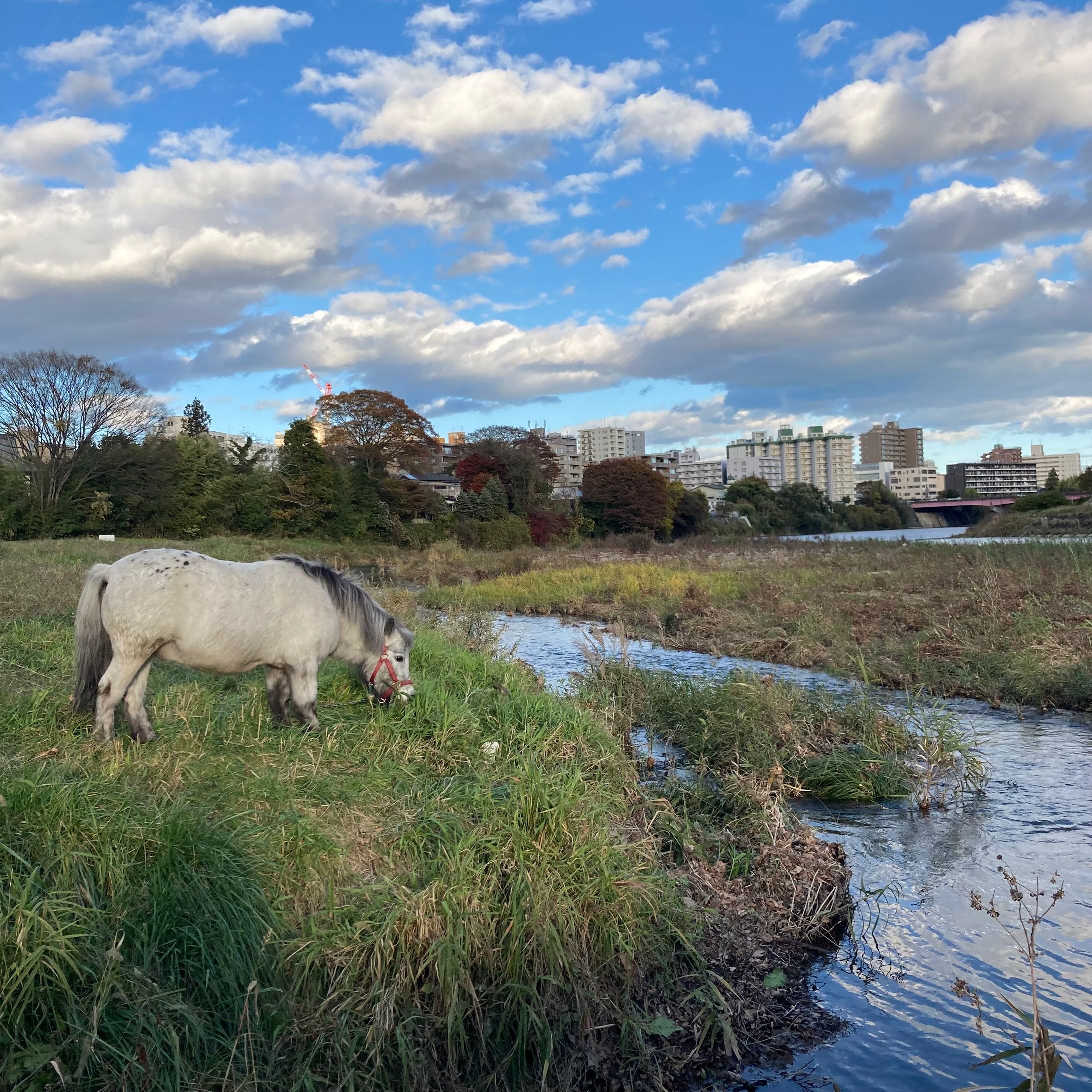 ロバなのかウマなのか写真-1