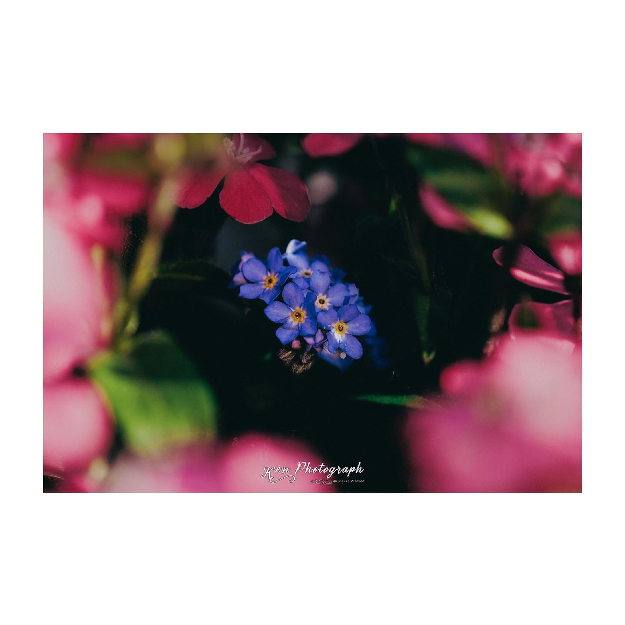 Flower...-1
