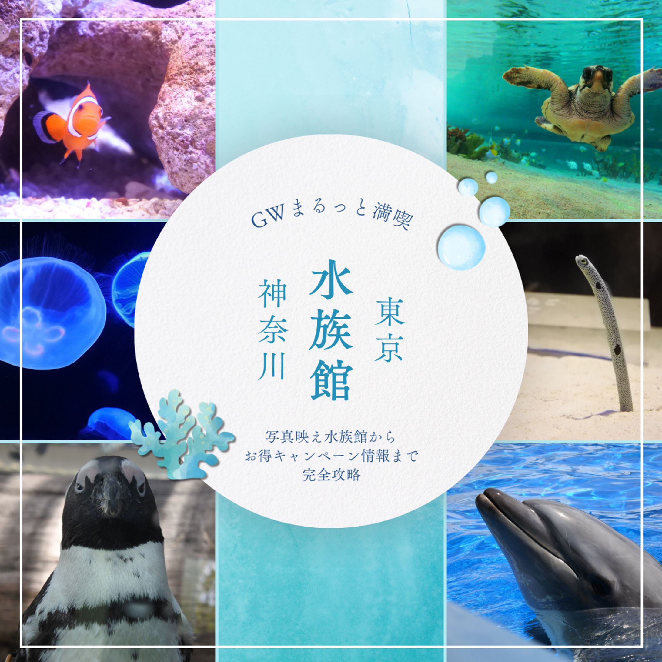 水族館 Instagramバナー-1