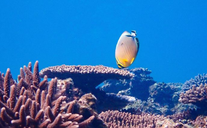 サンゴって、

「ホントに大切な存在なんだなー」海へ行くたび、気付かされるんだよね。

ある魚にとっては食事の場であり、
命を守る家であり、
命のゆりかごにもなっている。

「サンゴを守らなきゃ！！！」

あらためてそんなことを思いつつ、そっと胸に秘める。
ぼくにできることは、海の世界を伝えること。

サンゴを守らなきゃ！と思うかどうかは、人それぞれ。

だけど、
「サンゴって守らなきゃダメじゃん」
「そんなに大切なモノなんだ」

そんなふうに海を想う人が、1人でも増えたら嬉しいなと願ってる。

沖縄に暮らす人、旅行に来た人、これから来る人、一人ひとりと海を見ながらゆんたくしたい。

（海を伝えるローカルガイドでもやろうかな？🤔）

#沖縄移住life 
#沖縄シュノーケリング 
#水中写真練習中 
#オリンパスtg6 
#恩納村ビーチ 
#サンゴの村 
#ミスジチョウチョウウオ 
#将来の夢は