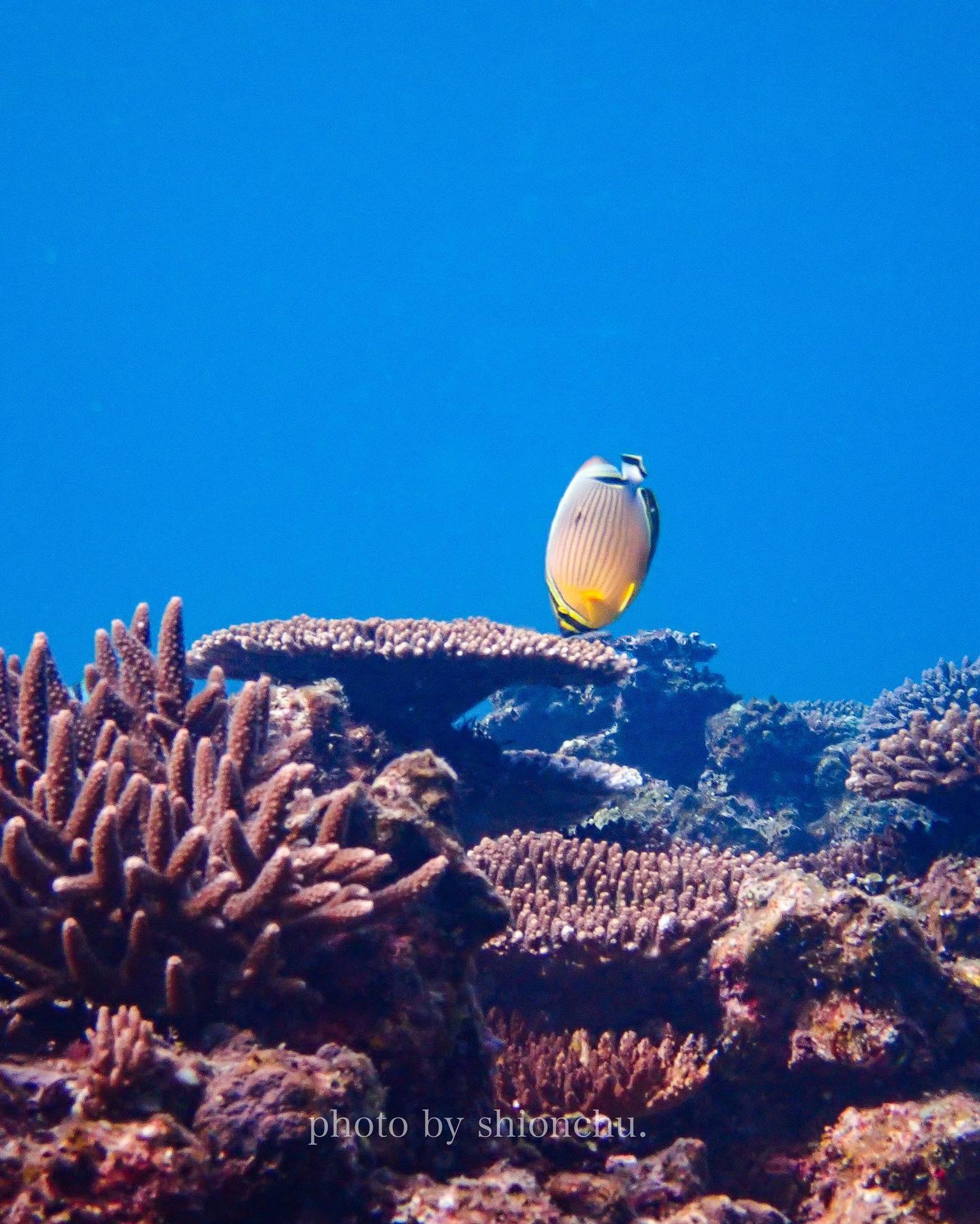サンゴって、

「ホントに大切な存在なんだなー」海へ行くたび、気付かされるんだよね。

ある魚にとっては食事の場であり、
命を守る家であり、
命のゆりかごにもなっている。

「サンゴを守らなきゃ！！！」

あらためてそんなことを思いつつ、そっと胸に秘める。
ぼくにできることは、海の世界を伝えること。

サンゴを守らなきゃ！と思うかどうかは、人それぞれ。

だけど、
「サンゴって守らなきゃダメじゃん」
「そんなに大切なモノなんだ」

そんなふうに海を想う人が、1人でも増えたら嬉しいなと願ってる。

沖縄に暮らす人、旅行に来た人、これから来る人、一人ひとりと海を見ながらゆんたくしたい。

（海を伝えるローカルガイドでもやろうかな？🤔）

#沖縄移住life 
#沖縄シュノーケリング 
#水中写真練習中 
#オリンパスtg6 
#恩納村ビーチ 
#サンゴの村 
#ミスジチョウチョウウオ 
#将来の夢は-1