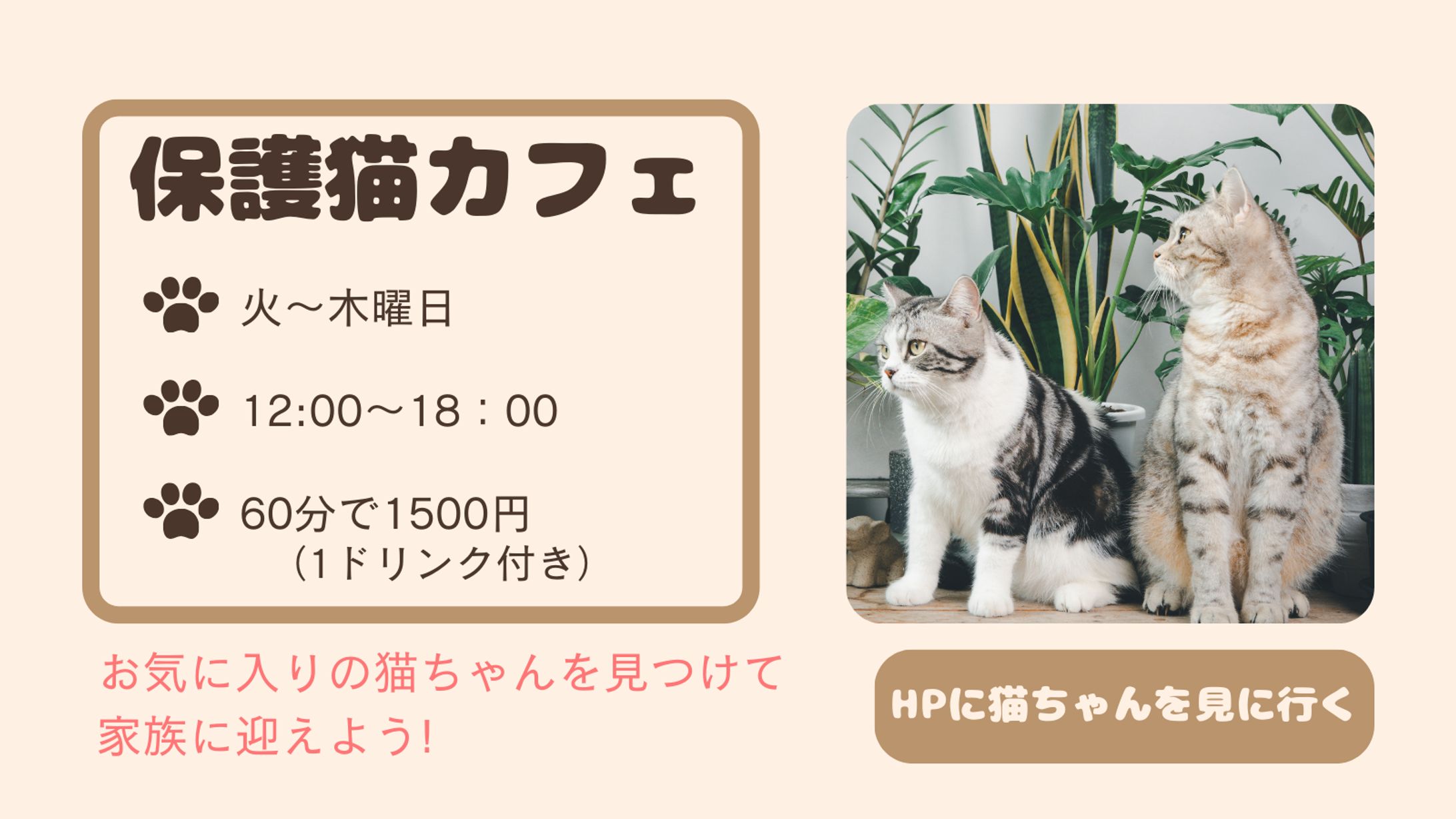 保護猫カフェ-1