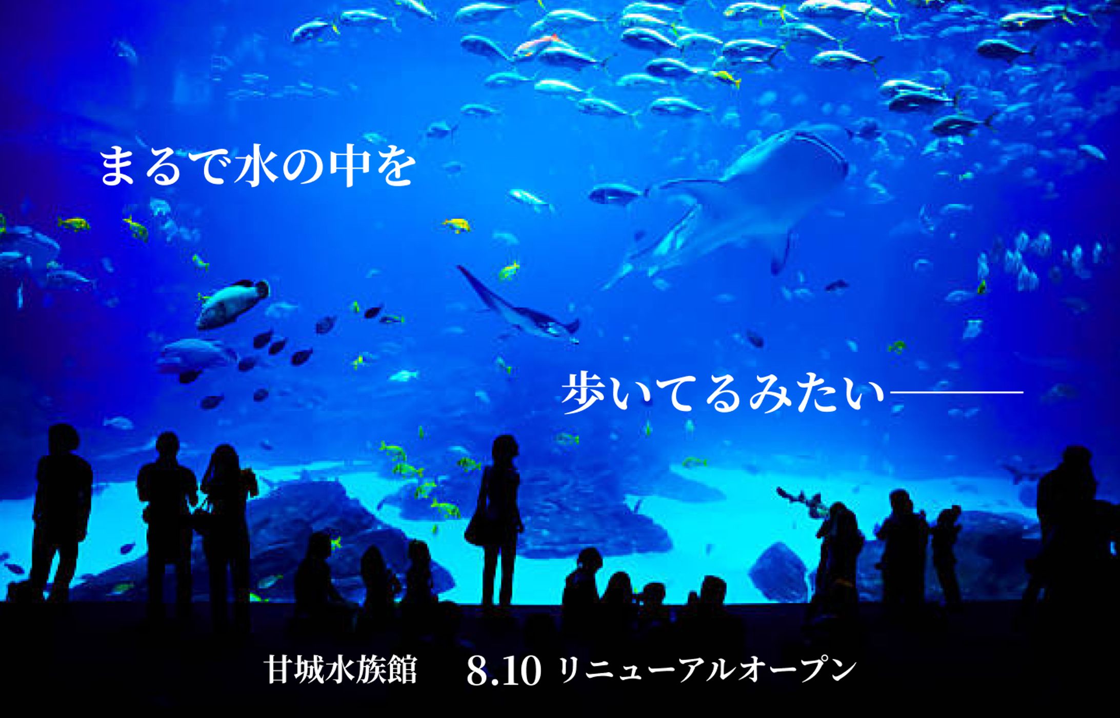 水族館　LP-1