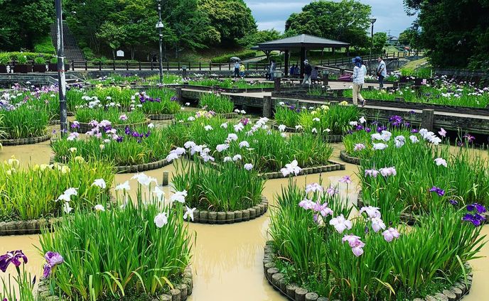 全国で花菖蒲祭りが行われているらしく、桜、藤、はあるものの、なかなか機会に恵まれず。何れ菖蒲か杜若と言いますが、隣町では、蓮の葉上に菖蒲が咲いているいような。仏教的な美しさでした。初めてお会いしたラリマーの貴婦人に勧められてさくら亭のミニ塩そばを頂きました。お会いしたら普通に話しかけてくださって大丈夫です。
#花菖蒲園
#花菖蒲祭り