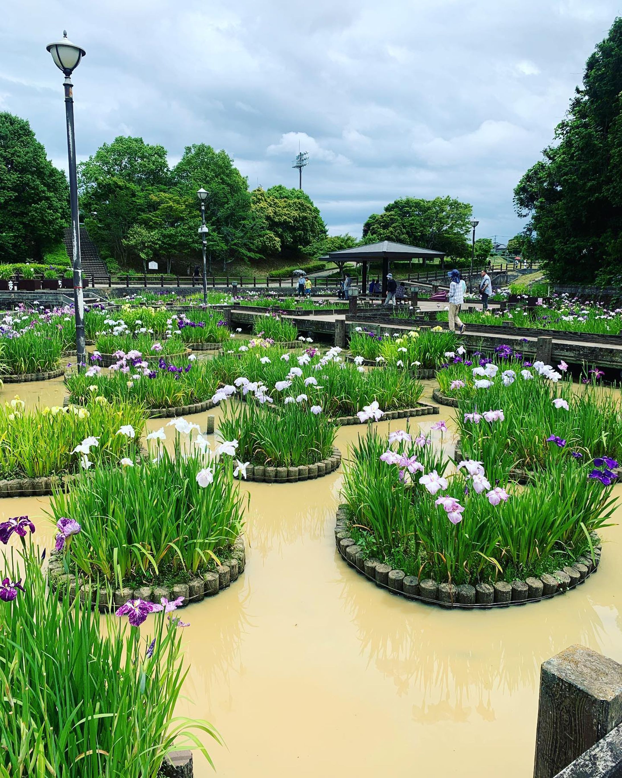 全国で花菖蒲祭りが行われているらしく、桜、藤、はあるものの、なかなか機会に恵まれず。何れ菖蒲か杜若と言いますが、隣町では、蓮の葉上に菖蒲が咲いているいような。仏教的な美しさでした。初めてお会いしたラリマーの貴婦人に勧められてさくら亭のミニ塩そばを頂きました。お会いしたら普通に話しかけてくださって大丈夫です。
#花菖蒲園
#花菖蒲祭り-1