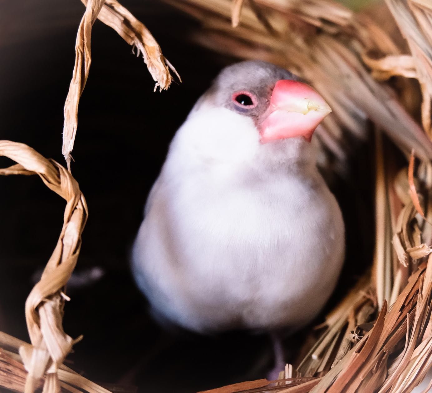 文鳥 sddefault.jpg